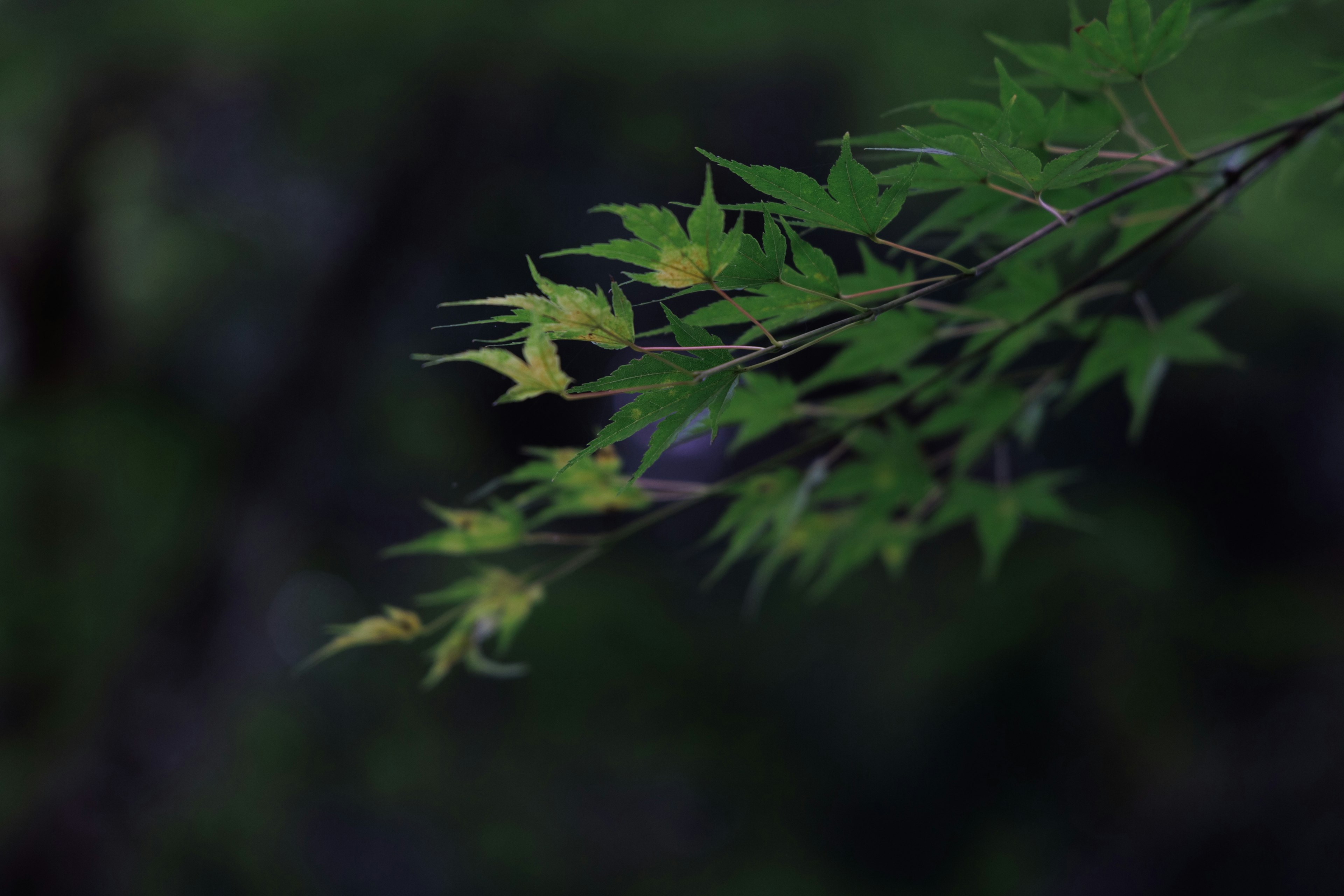 Close-up of a branch with green leaves and a slightly blurred background