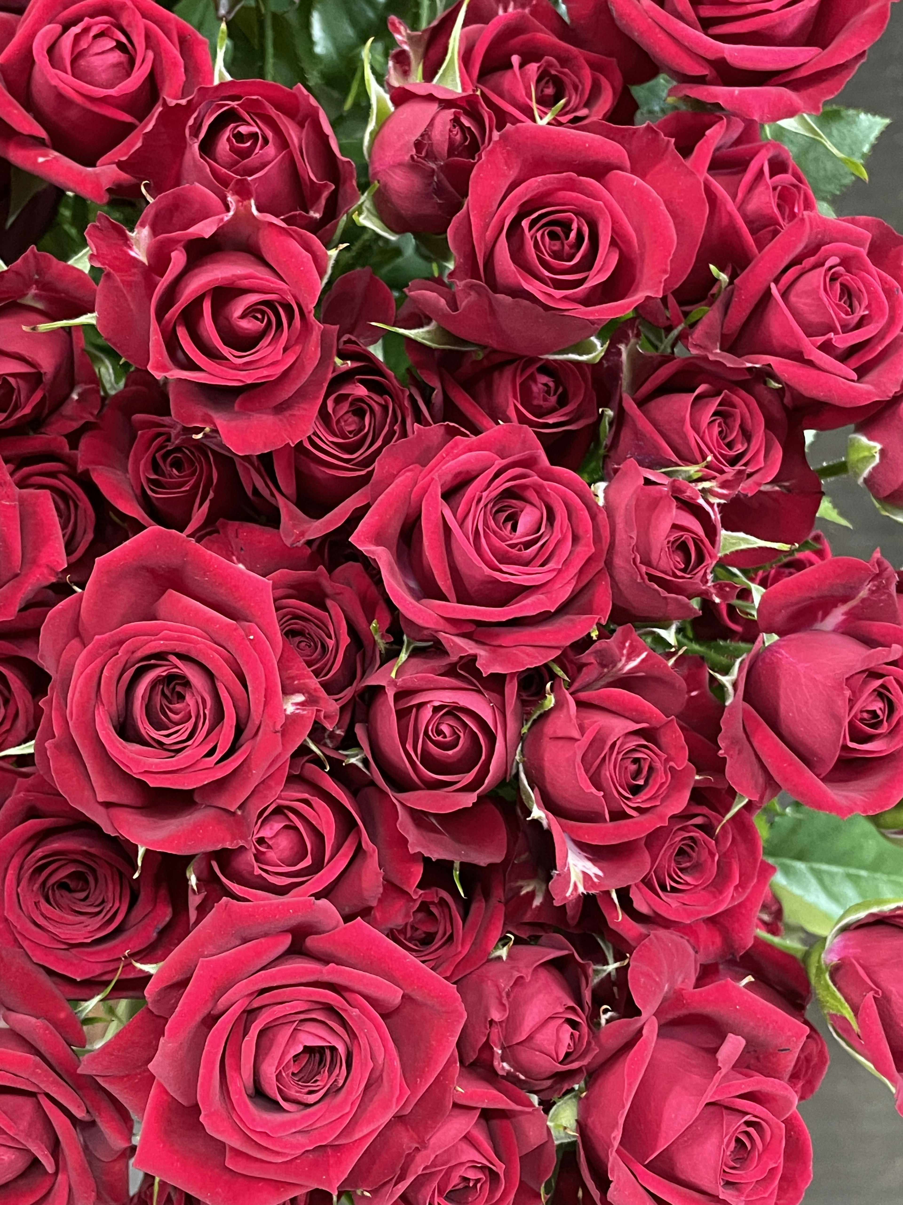 Un arrangement dense de roses rouges en pleine floraison