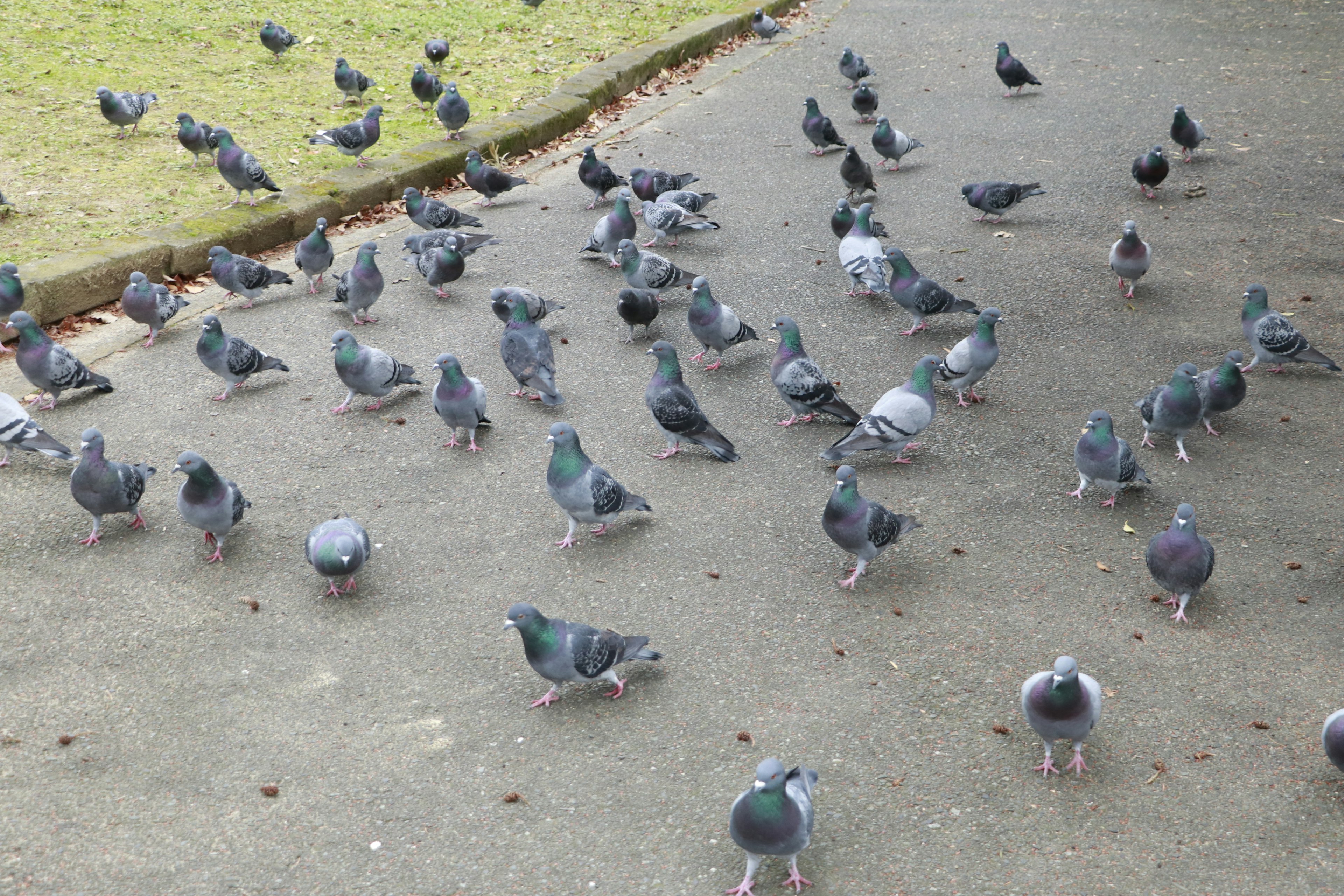 A large group of pigeons gathered on a path in a park