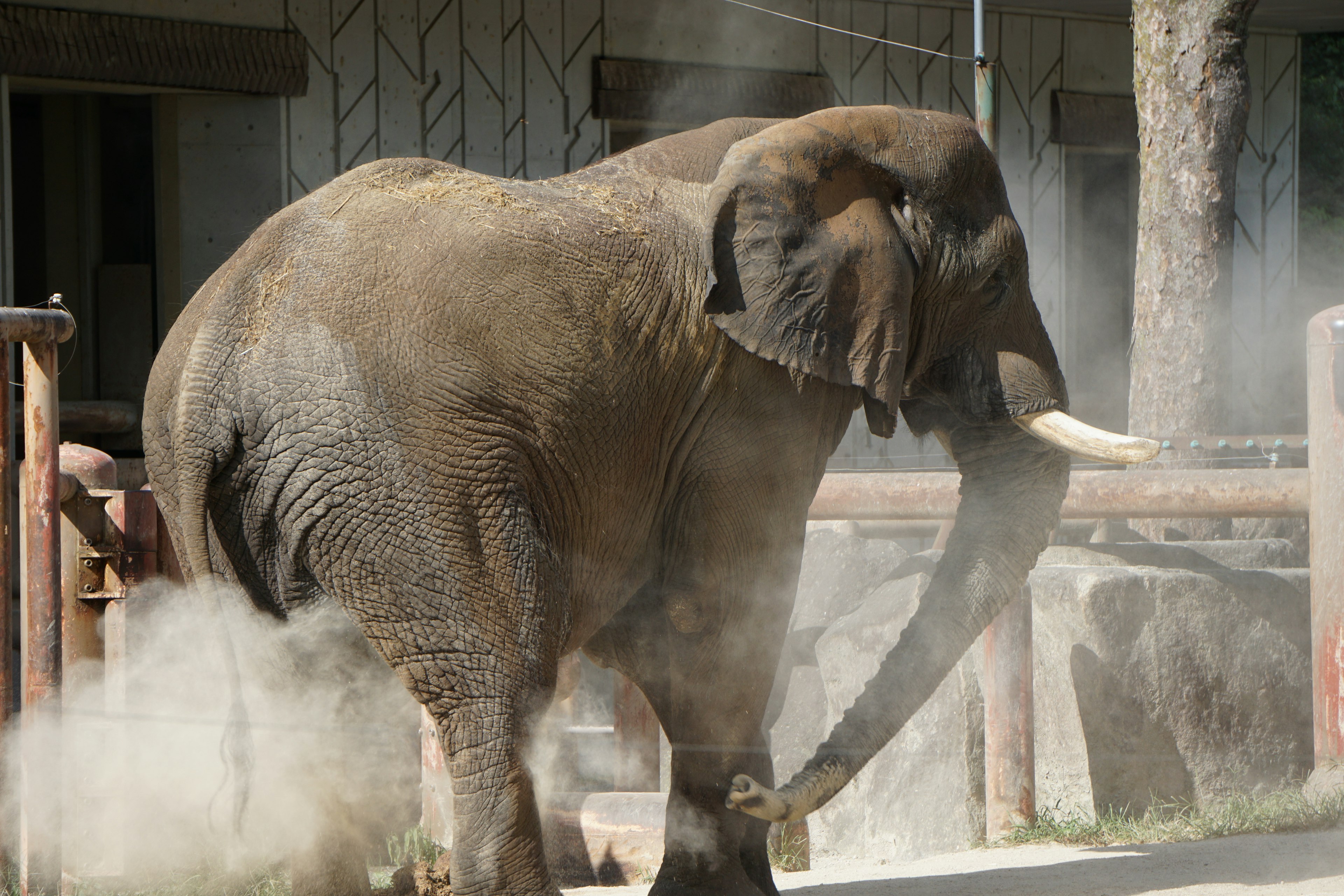 Elefant, der sich im Zoo mit Staub badet