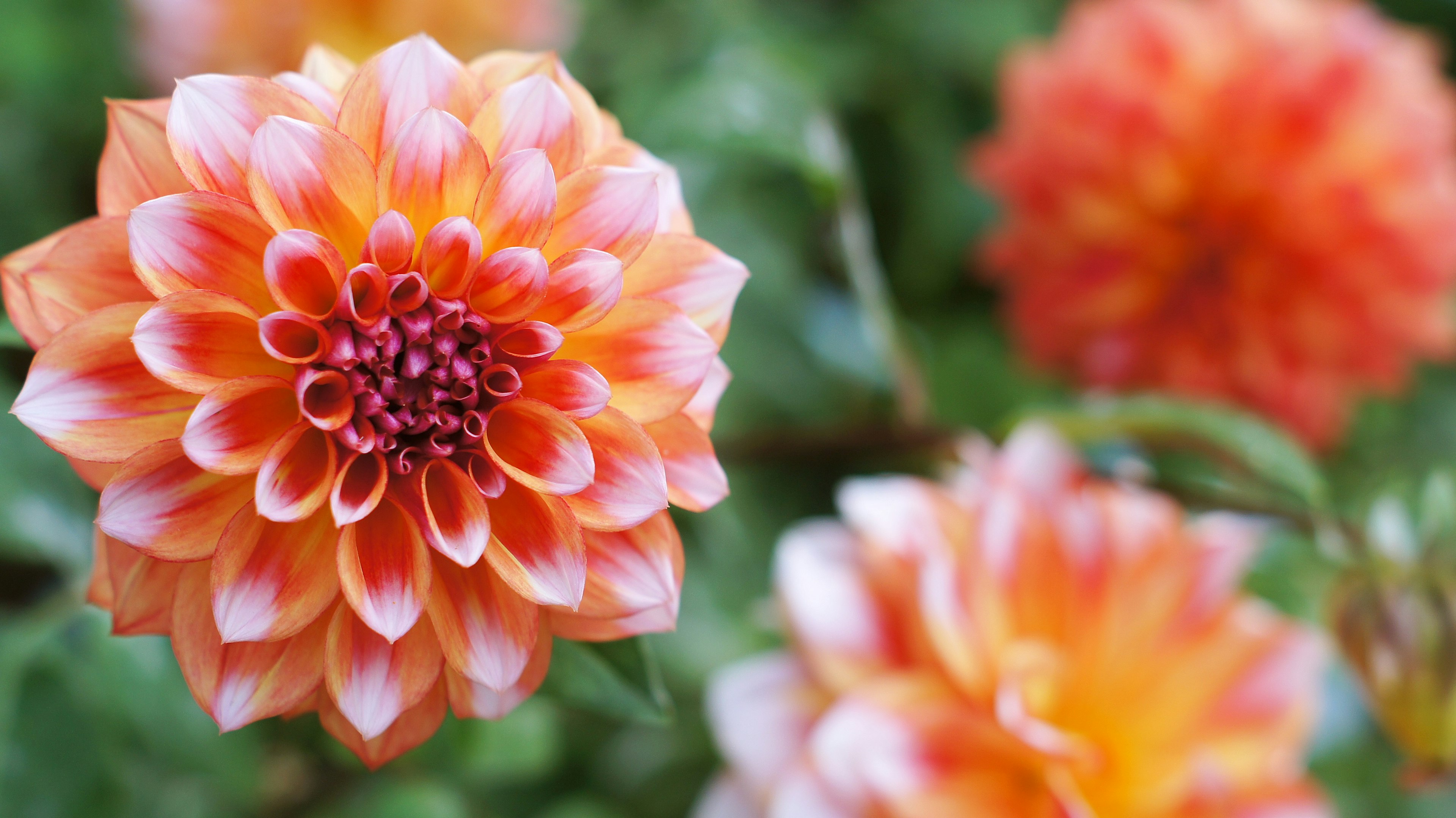 Nahaufnahme von Dahlienblüten mit orangefarbenen Blütenblättern