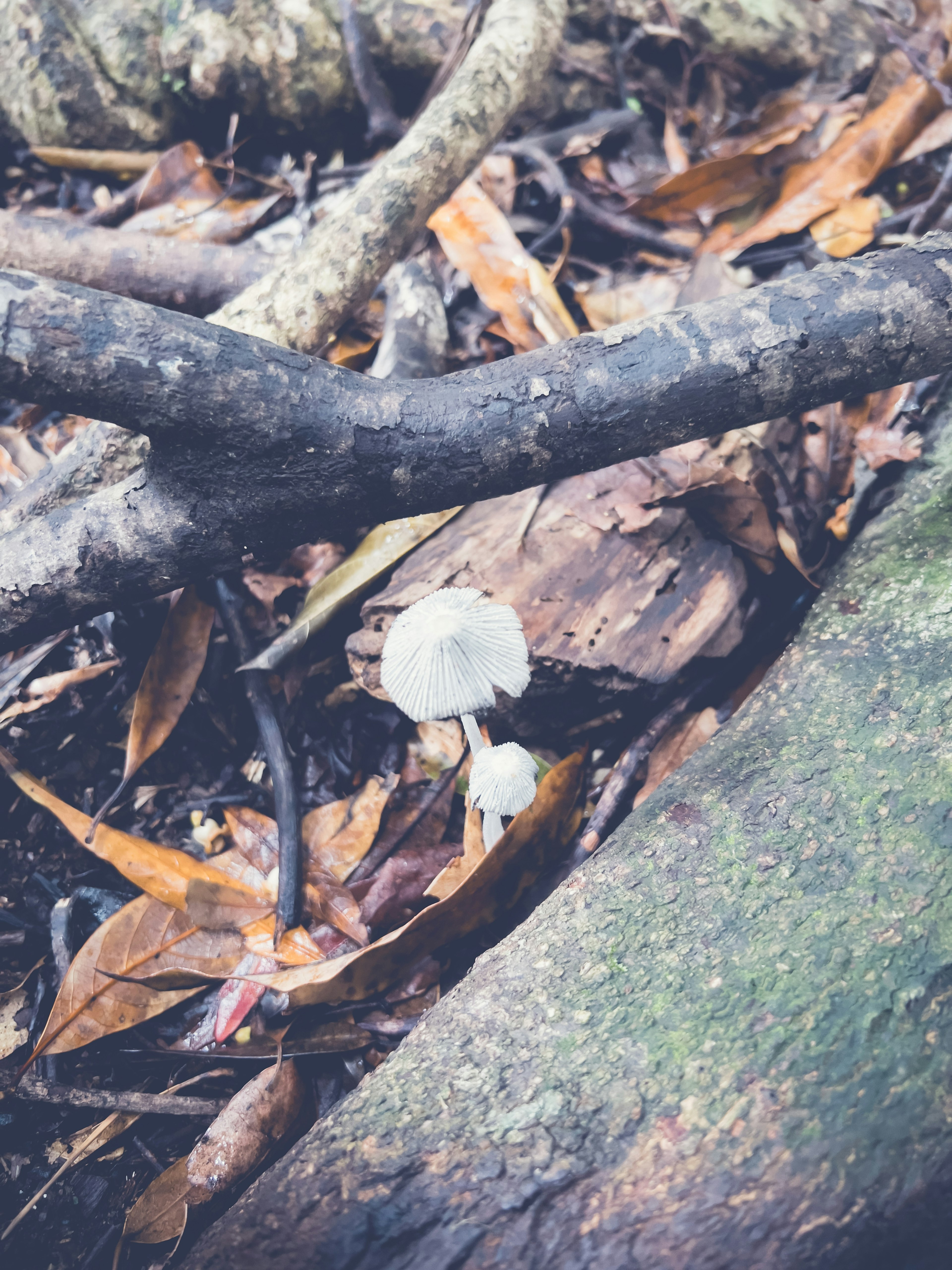 Piccolo fungo bianco che cresce sul terreno umido della foresta circondato da foglie