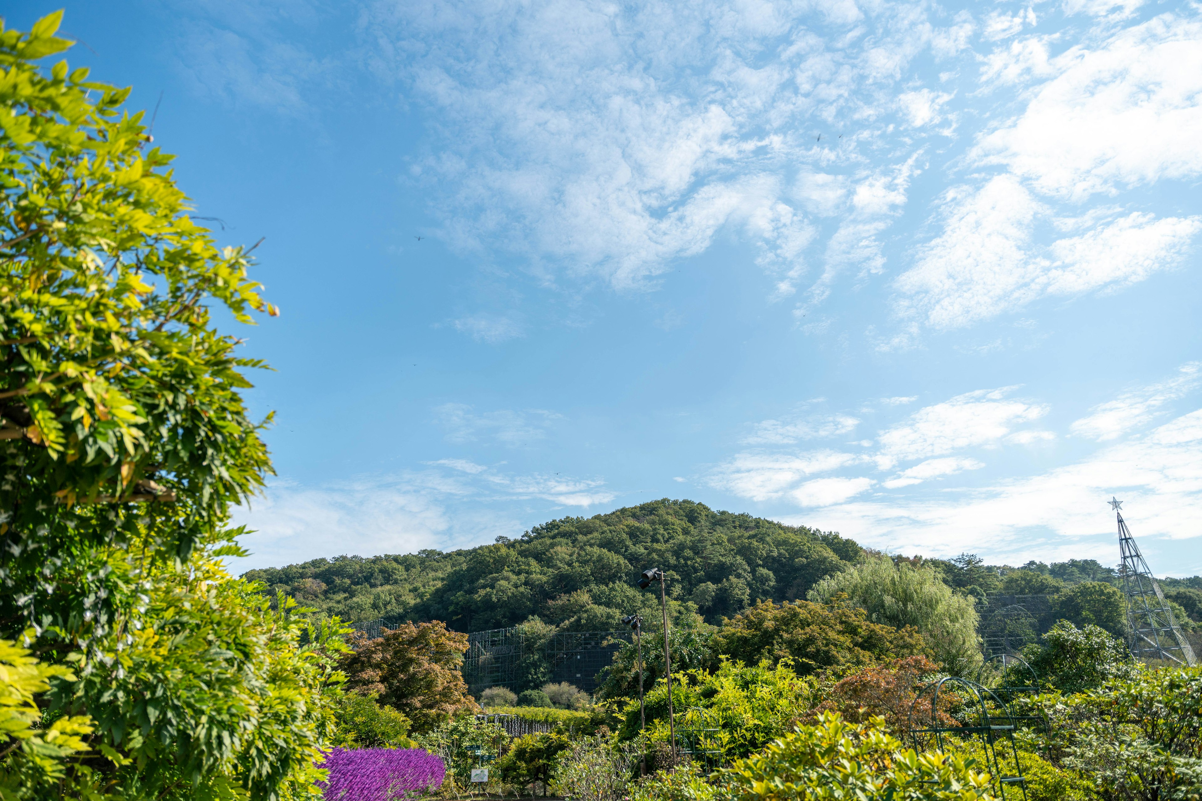 青空と緑の山と庭の植物が見える風景