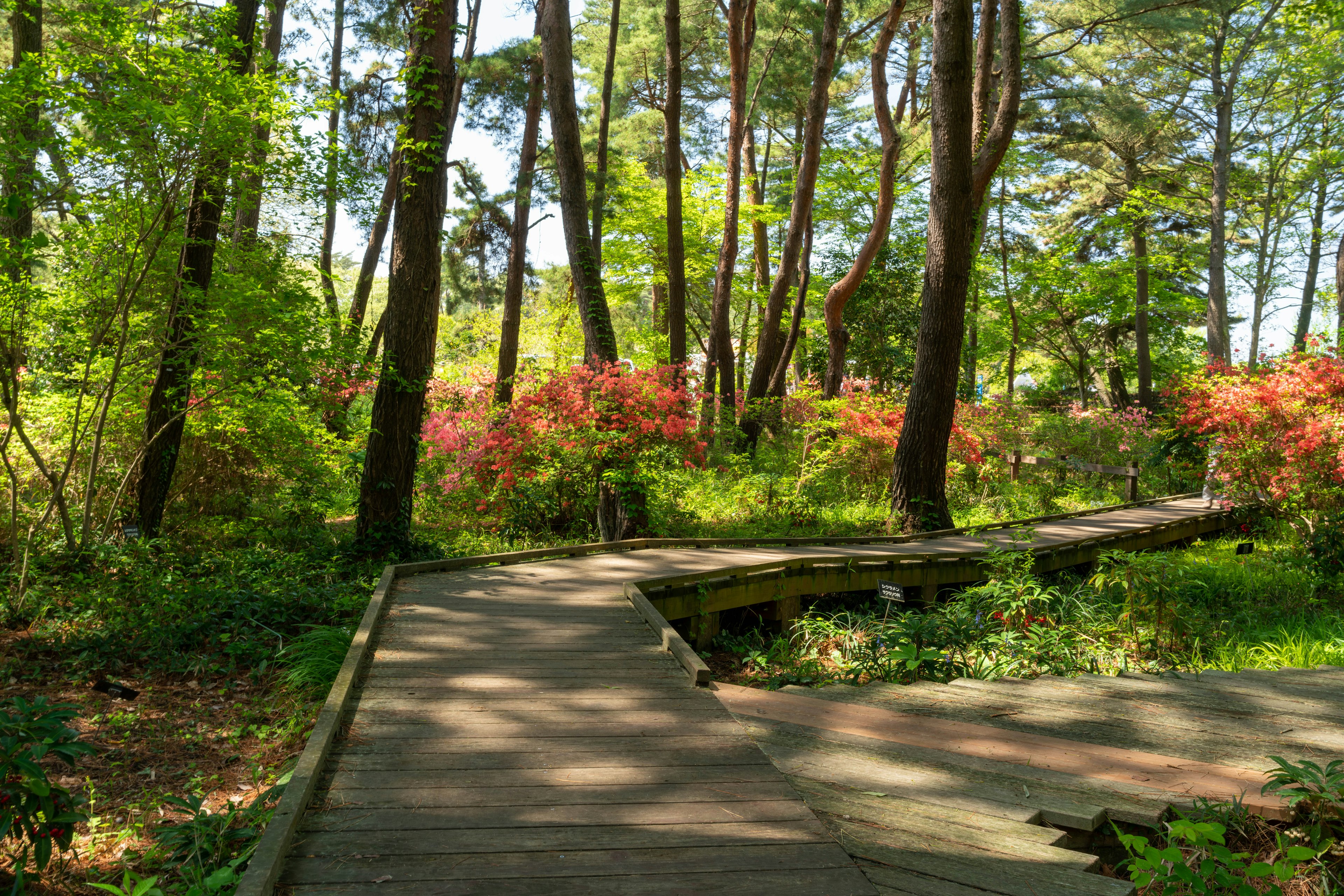 緑に囲まれた木製の歩道と色とりどりの花が咲く風景