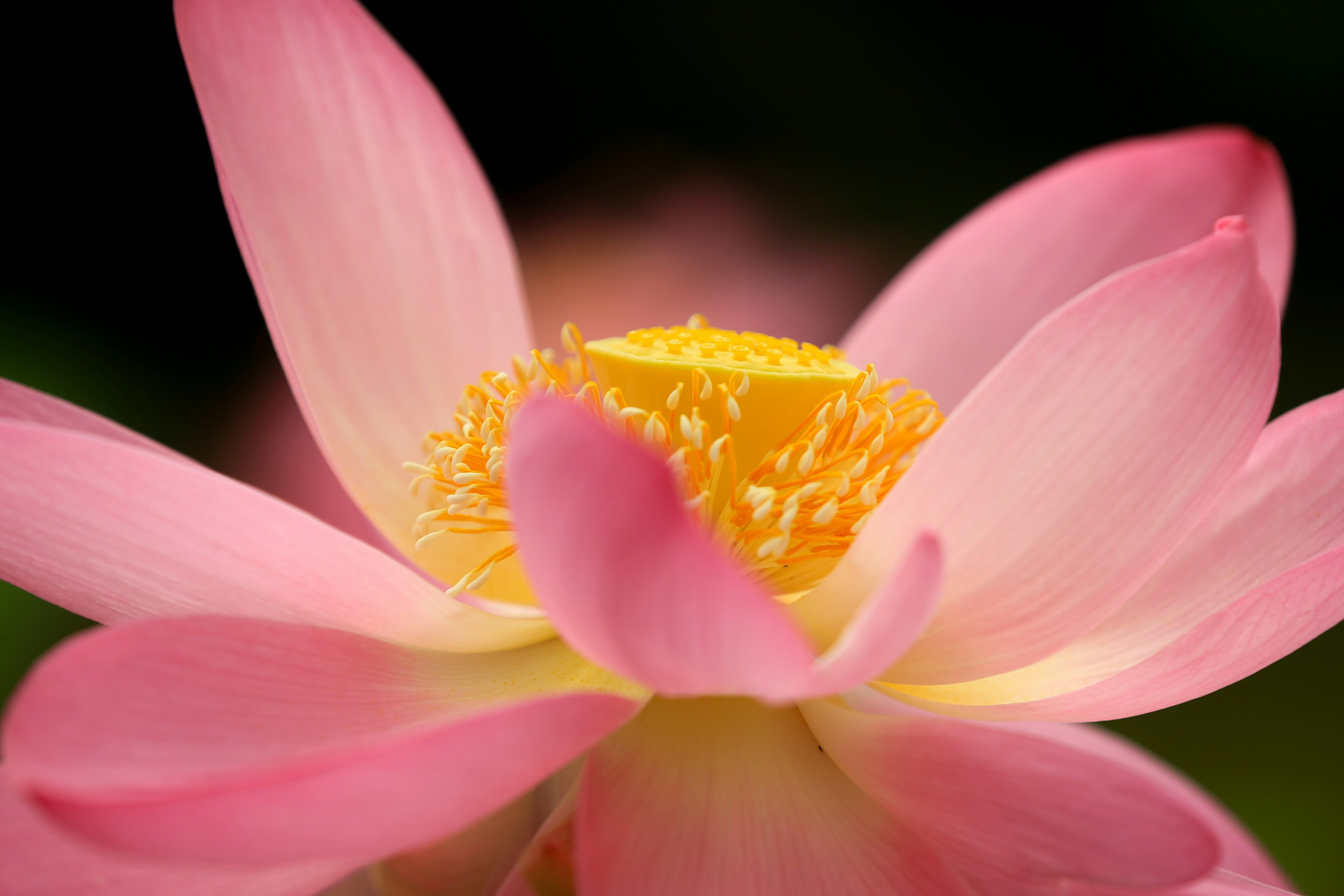 Acercamiento de una hermosa flor de loto rosa con un centro amarillo llamativo