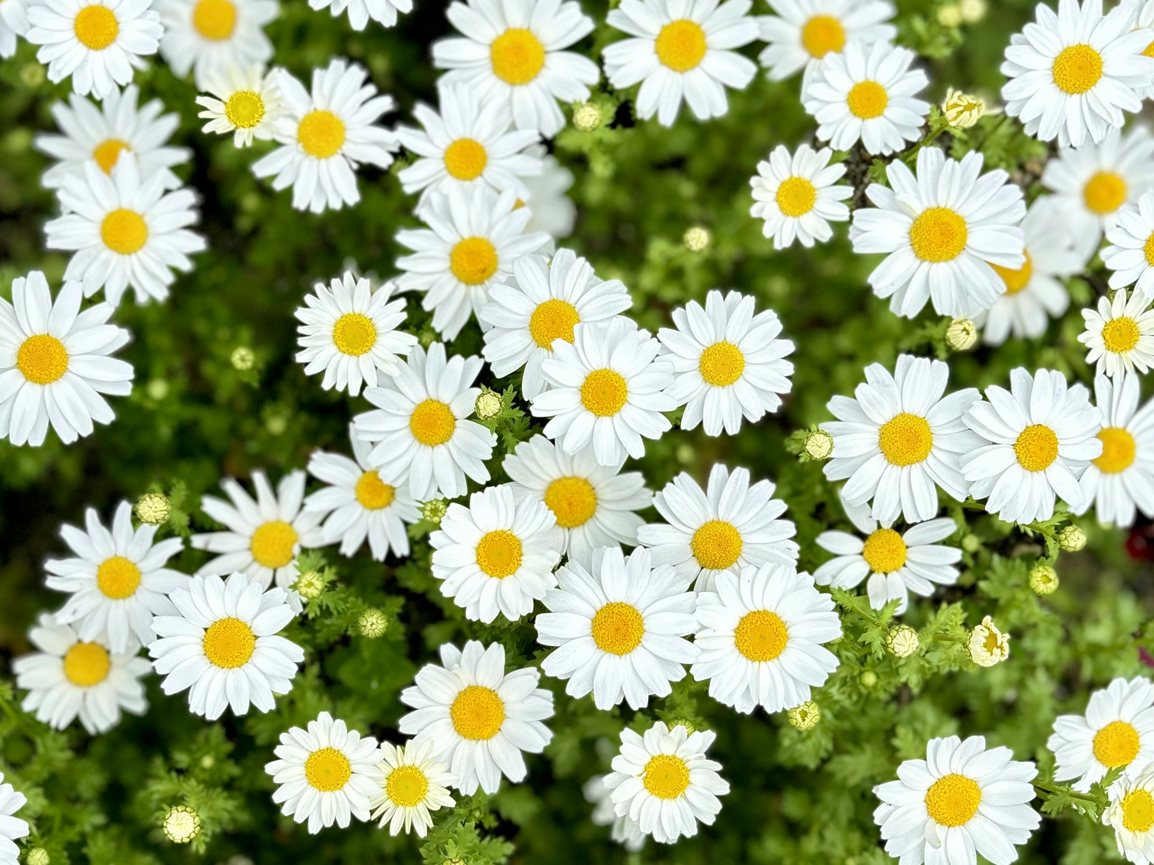 Un groupe de marguerites avec des pétales blancs et des centres jaunes