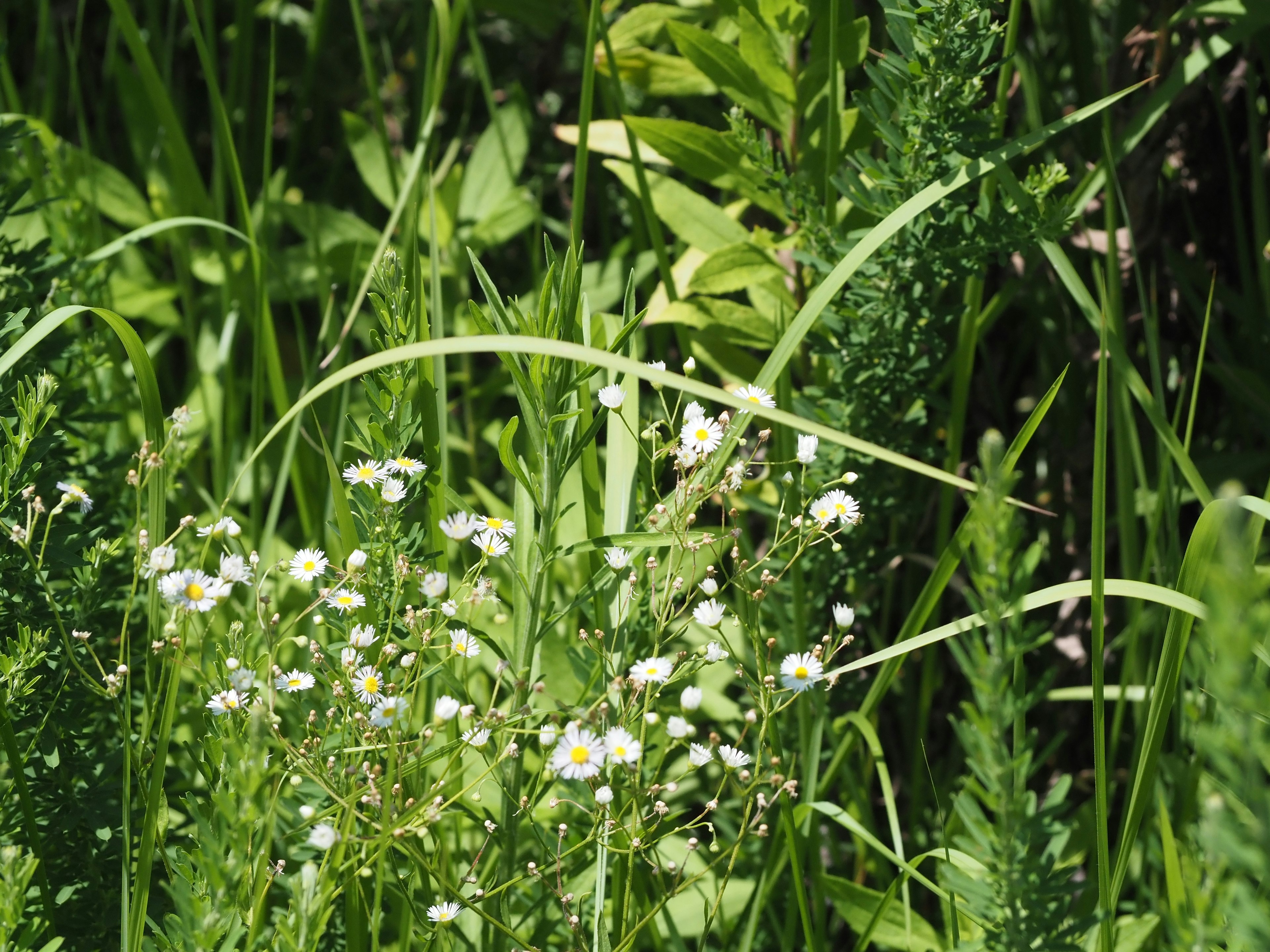 Pemandangan alami dengan rumput hijau dan bunga putih kecil yang mekar