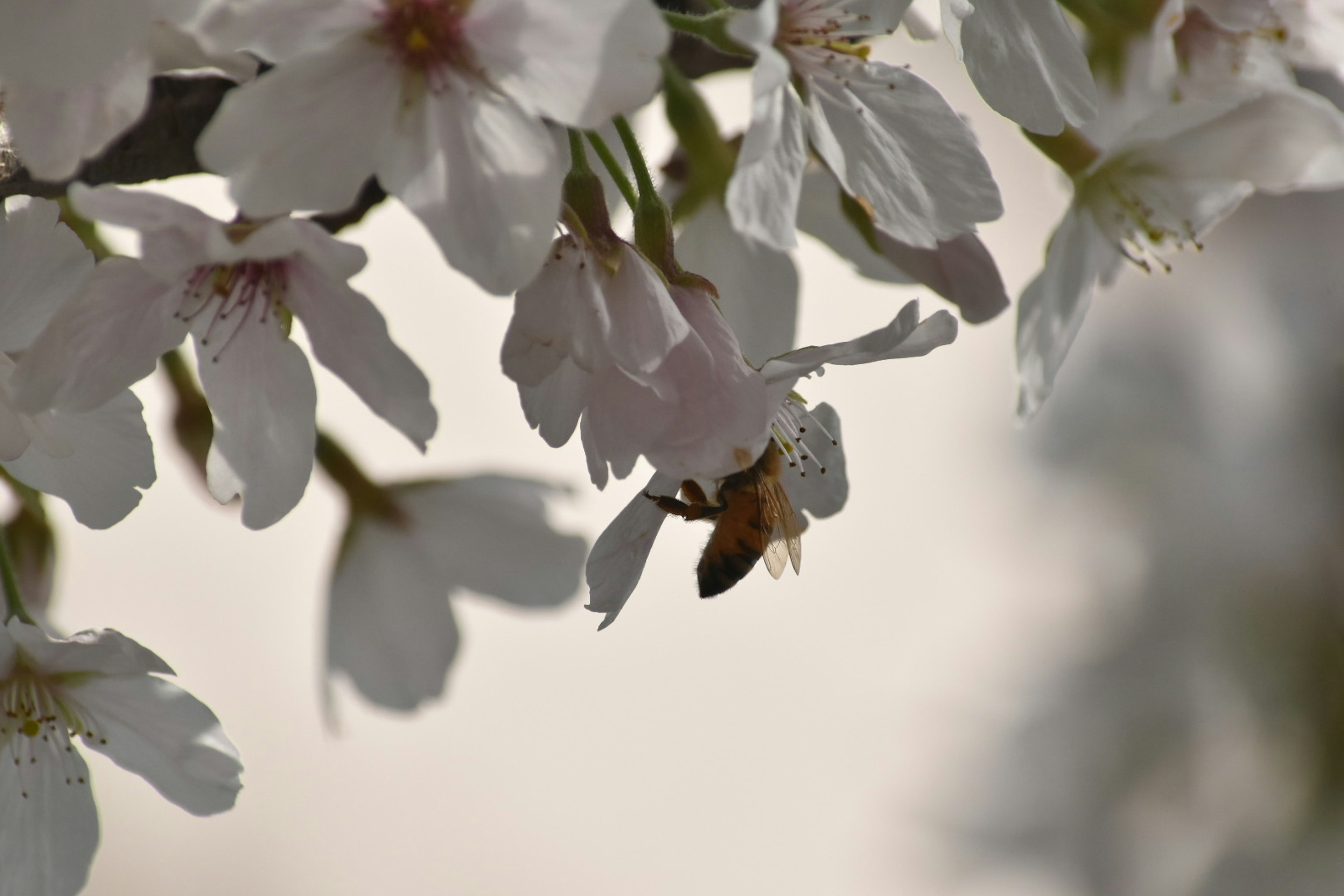 桜の花とハチのクローズアップ