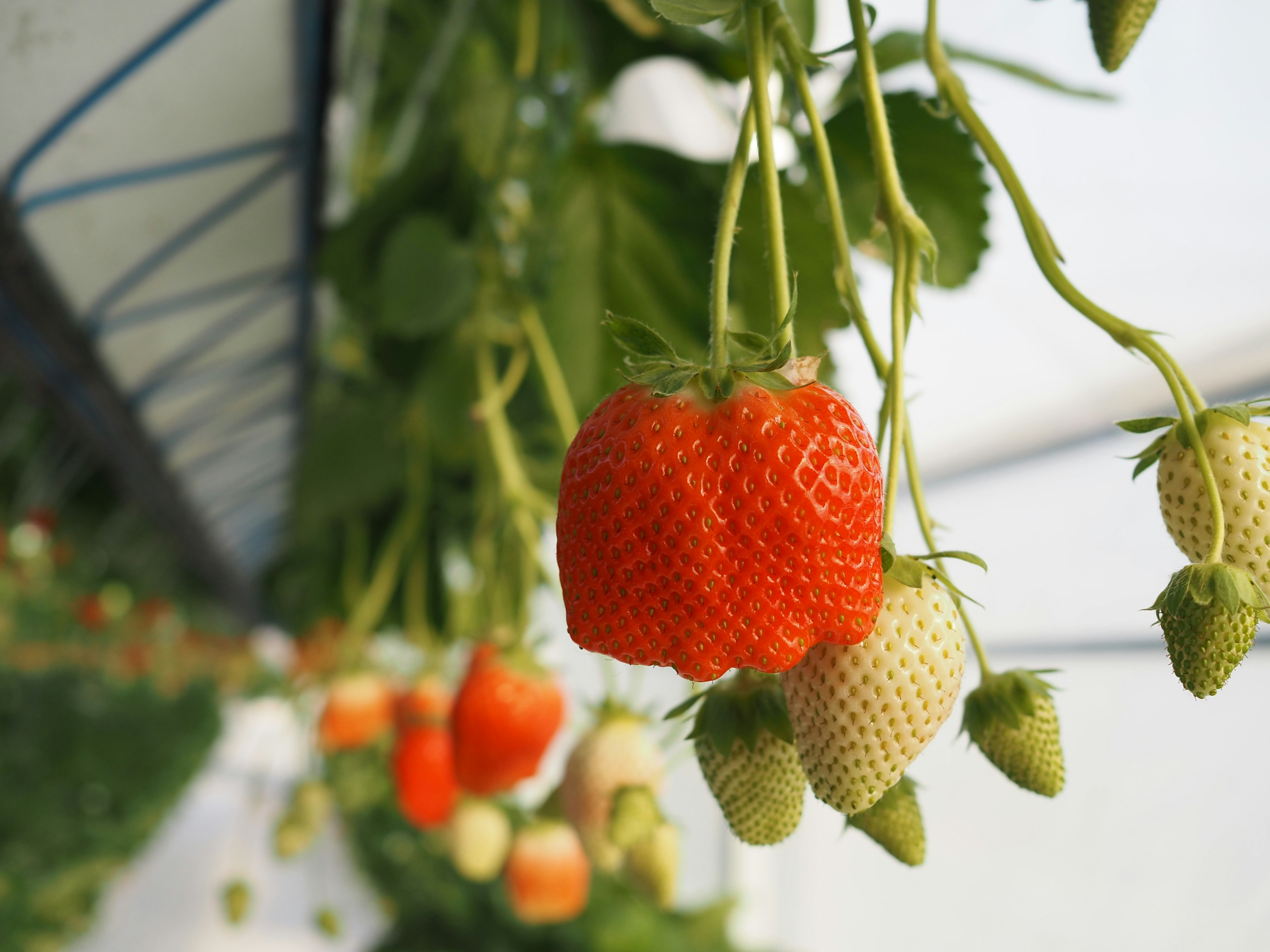 Vibrant red strawberries hanging alongside unripe strawberries in a greenhouse