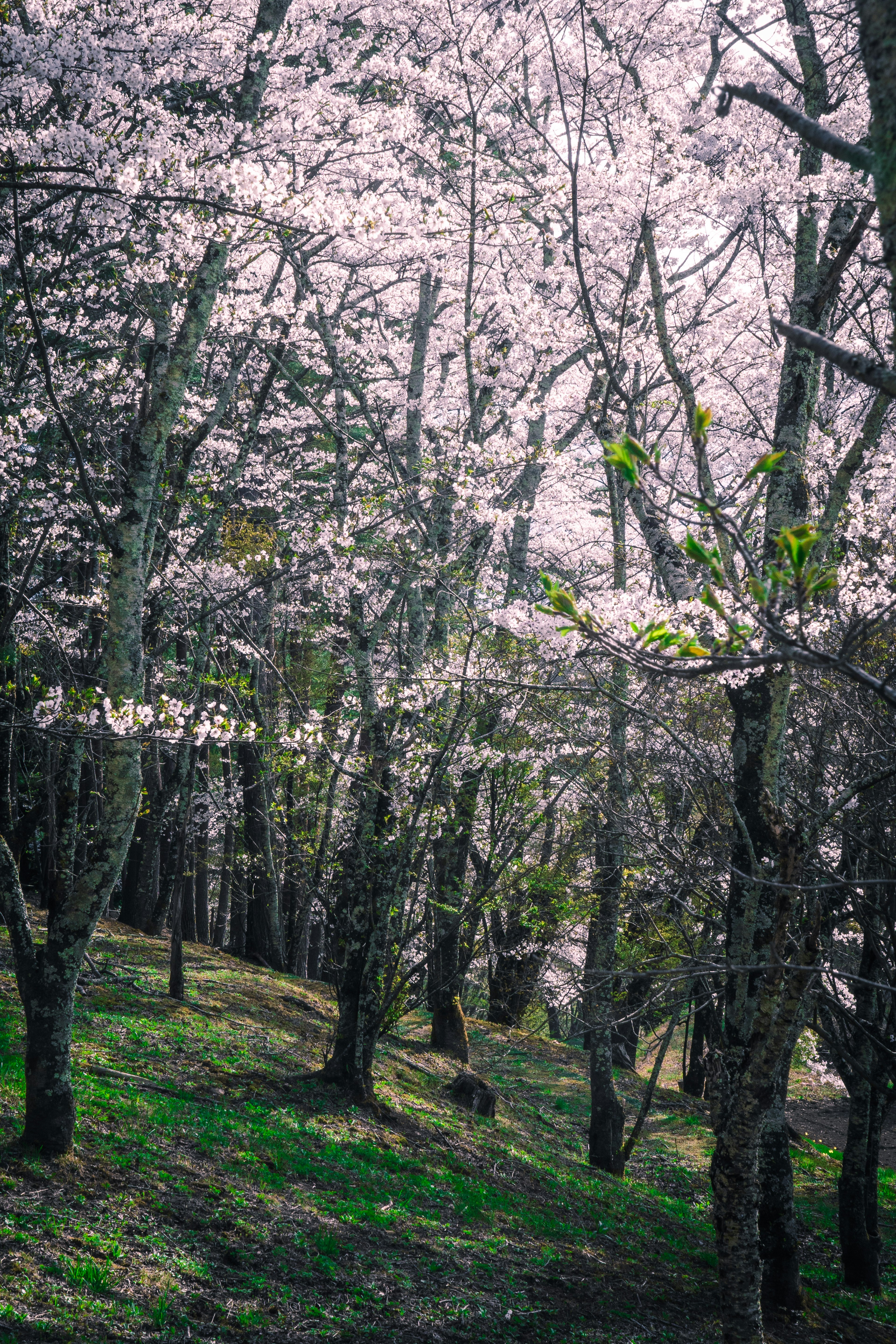 Pemandangan hutan dengan bunga sakura rumput hijau dan pohon-pohon