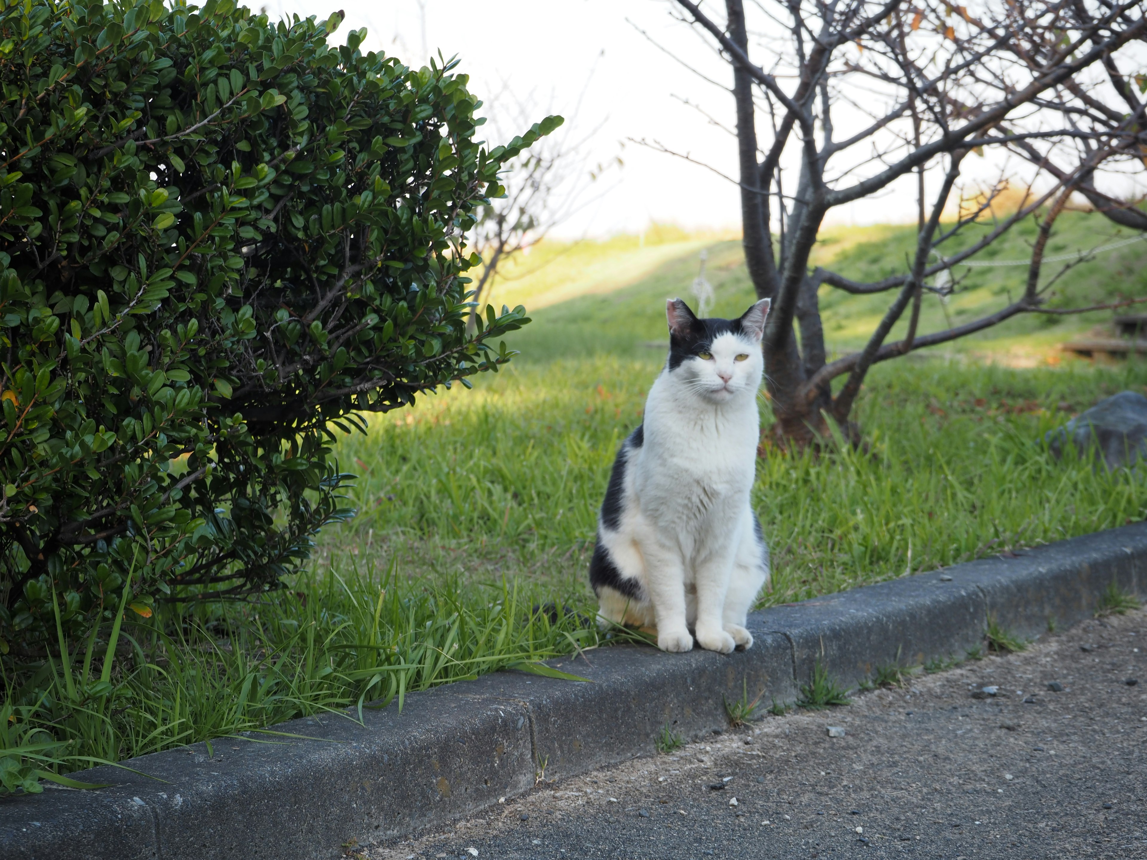 A black and white cat sitting on a grassy area beside a path