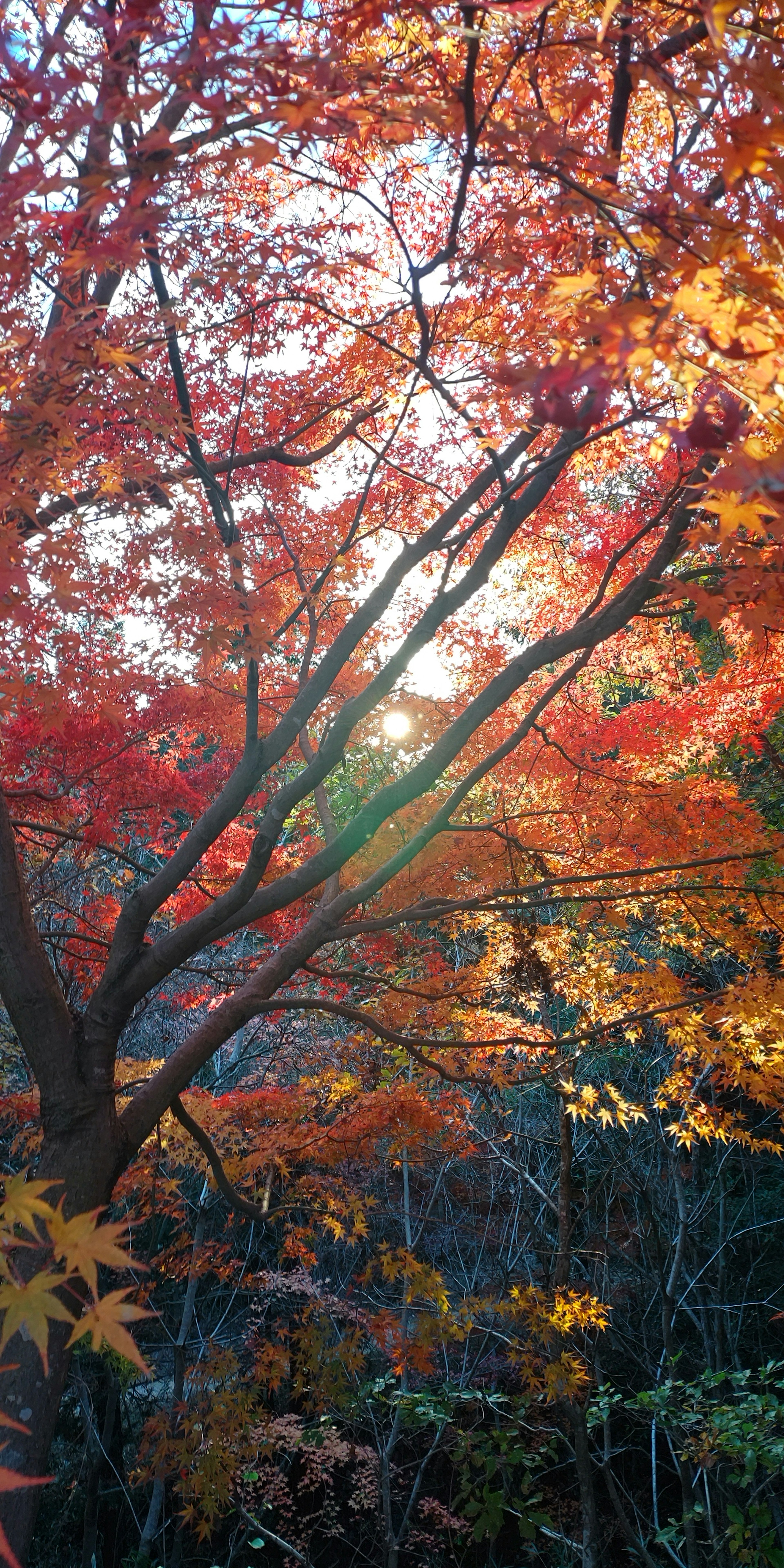 Beautiful landscape with sunlight filtering through vibrant autumn foliage