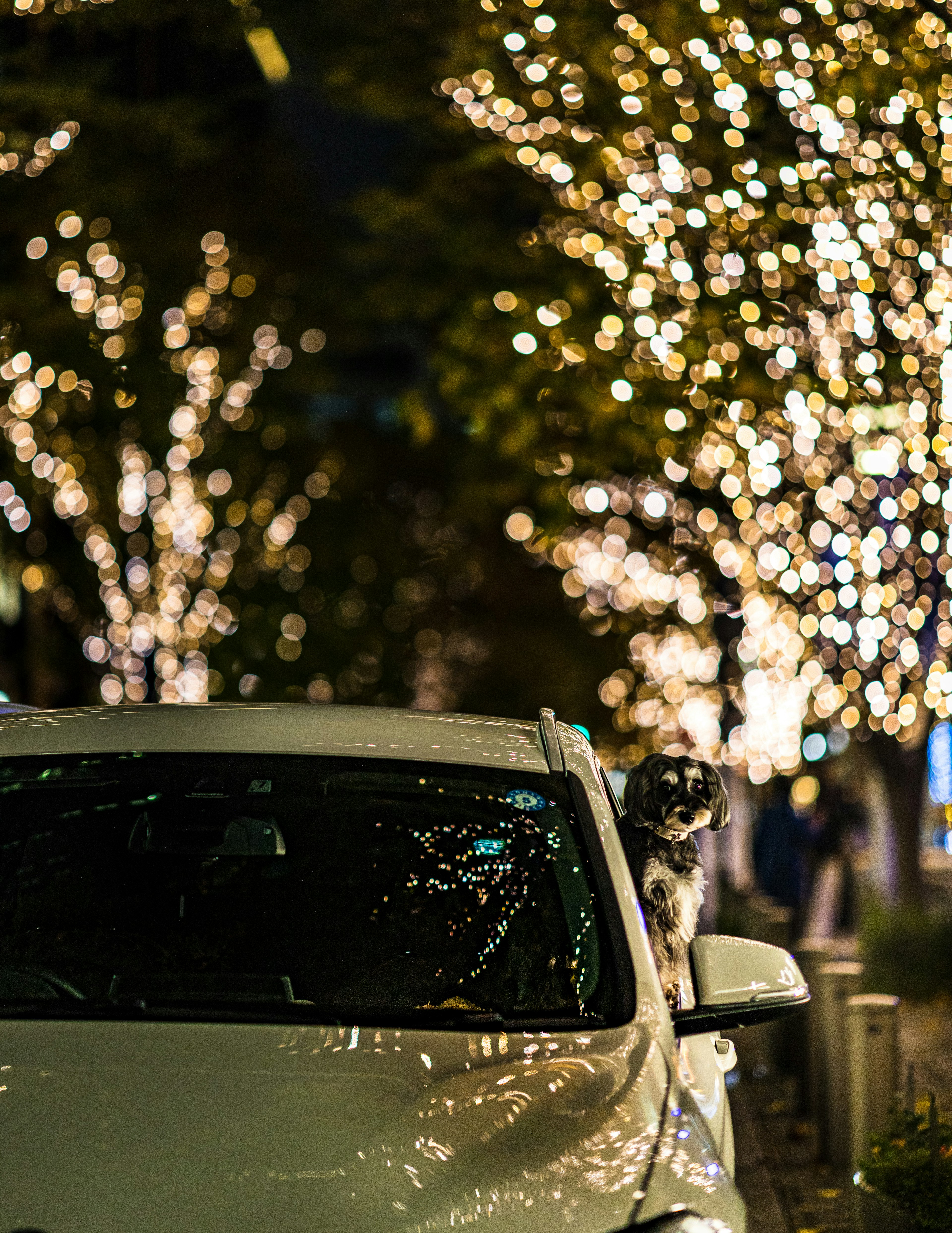 Un coche blanco con un perro al lado en un entorno urbano iluminado de noche