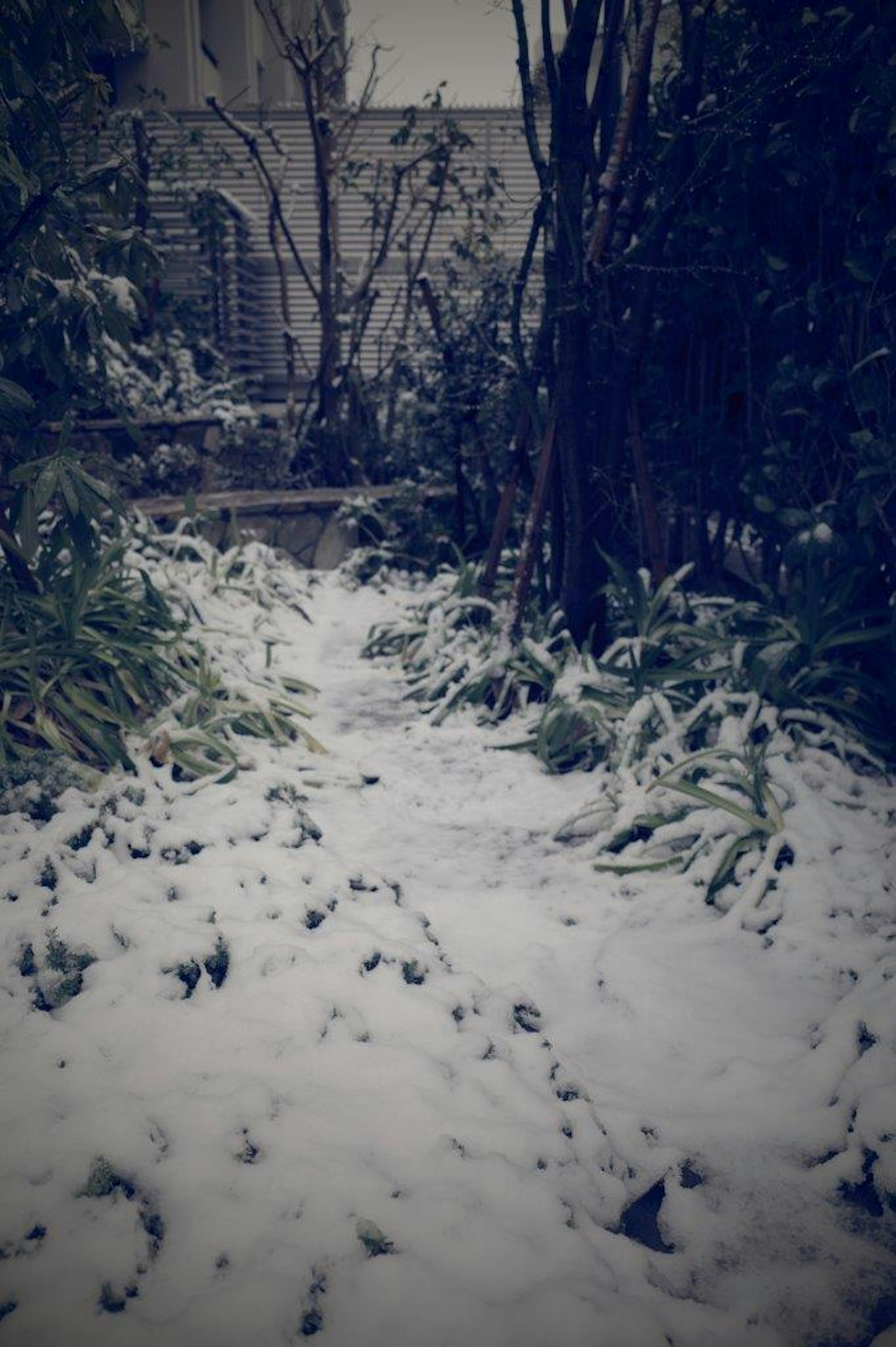 雪に覆われた庭の小道と緑の植物