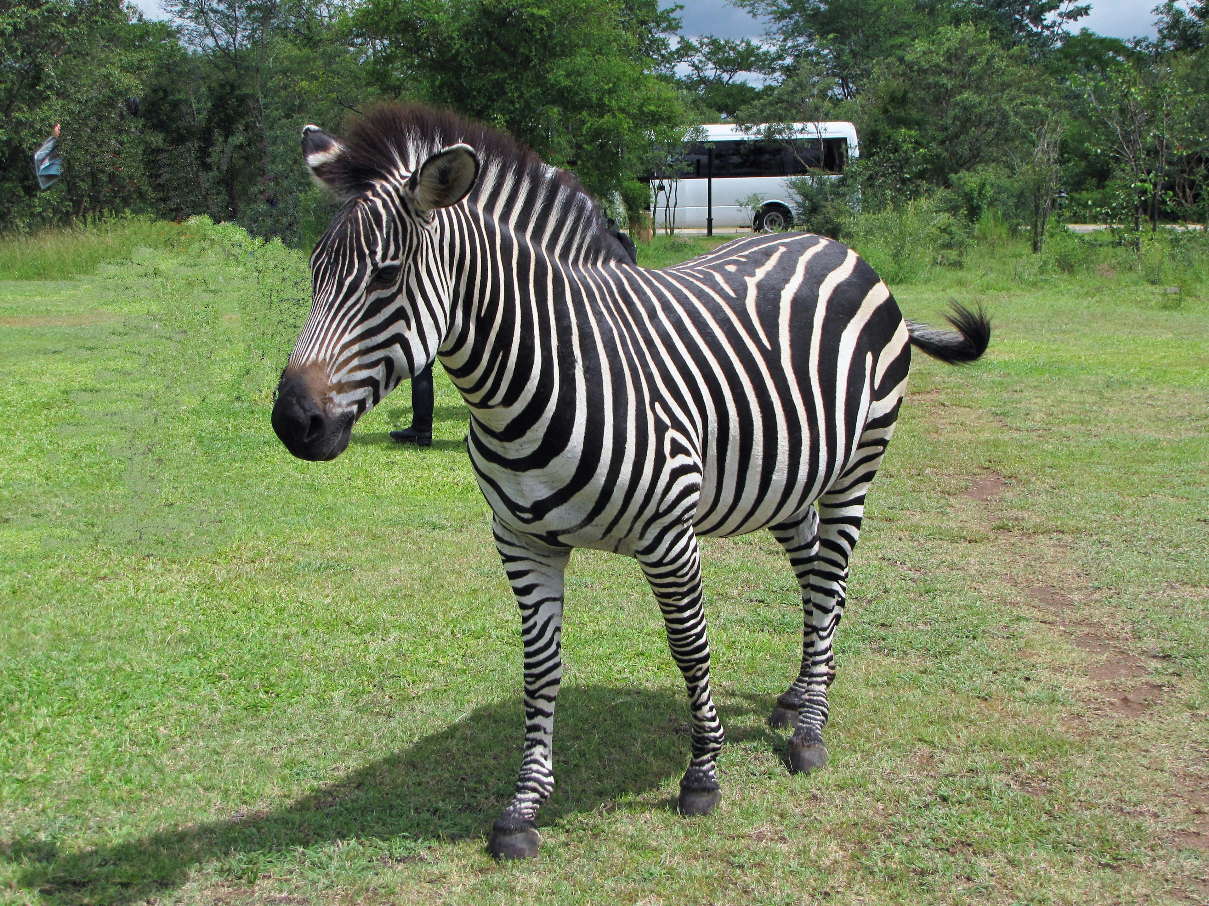 Ein Zebra steht auf einem grasbewachsenen Feld mit Streifen