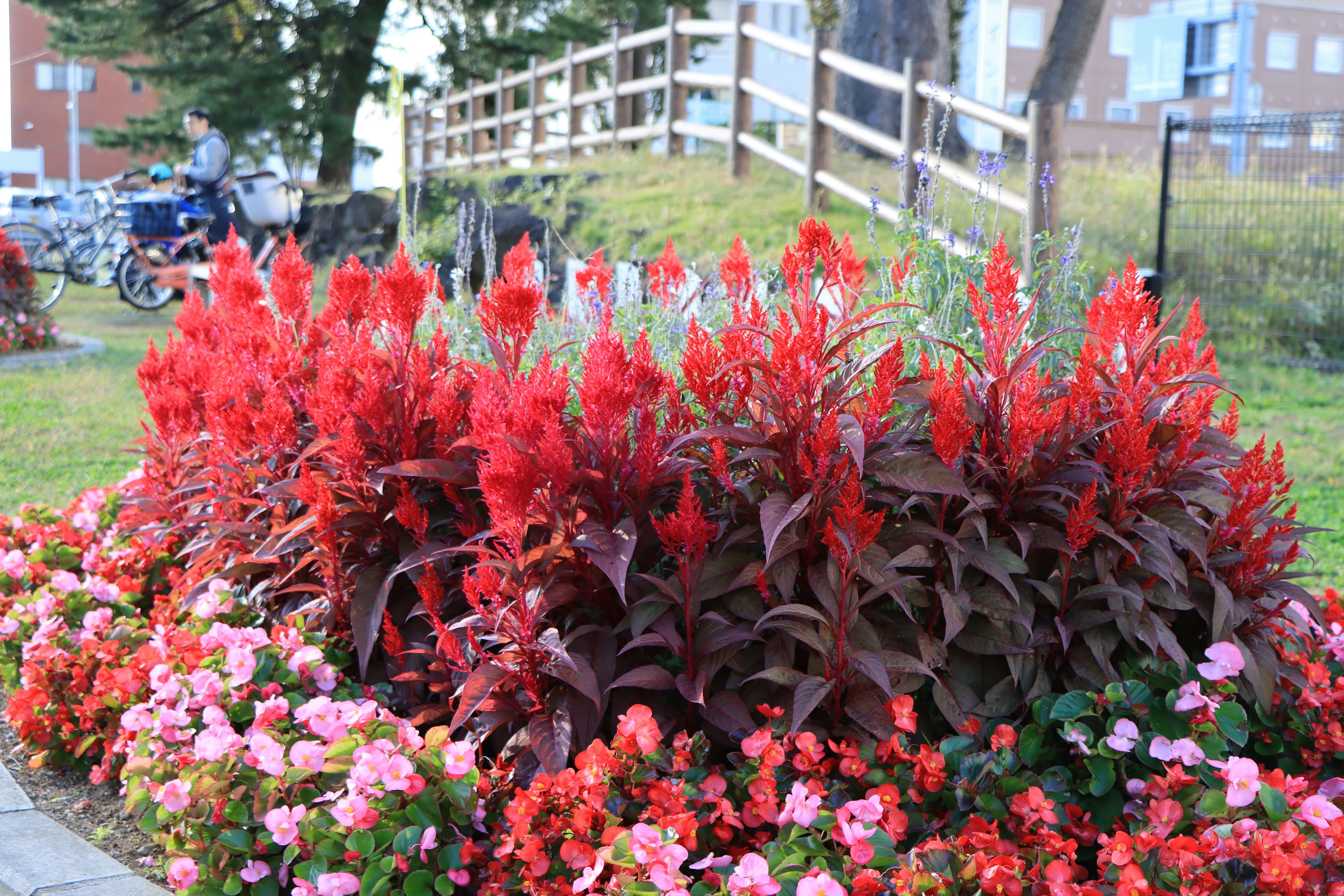 赤い花とピンクの花が美しく咲いている公園の花壇