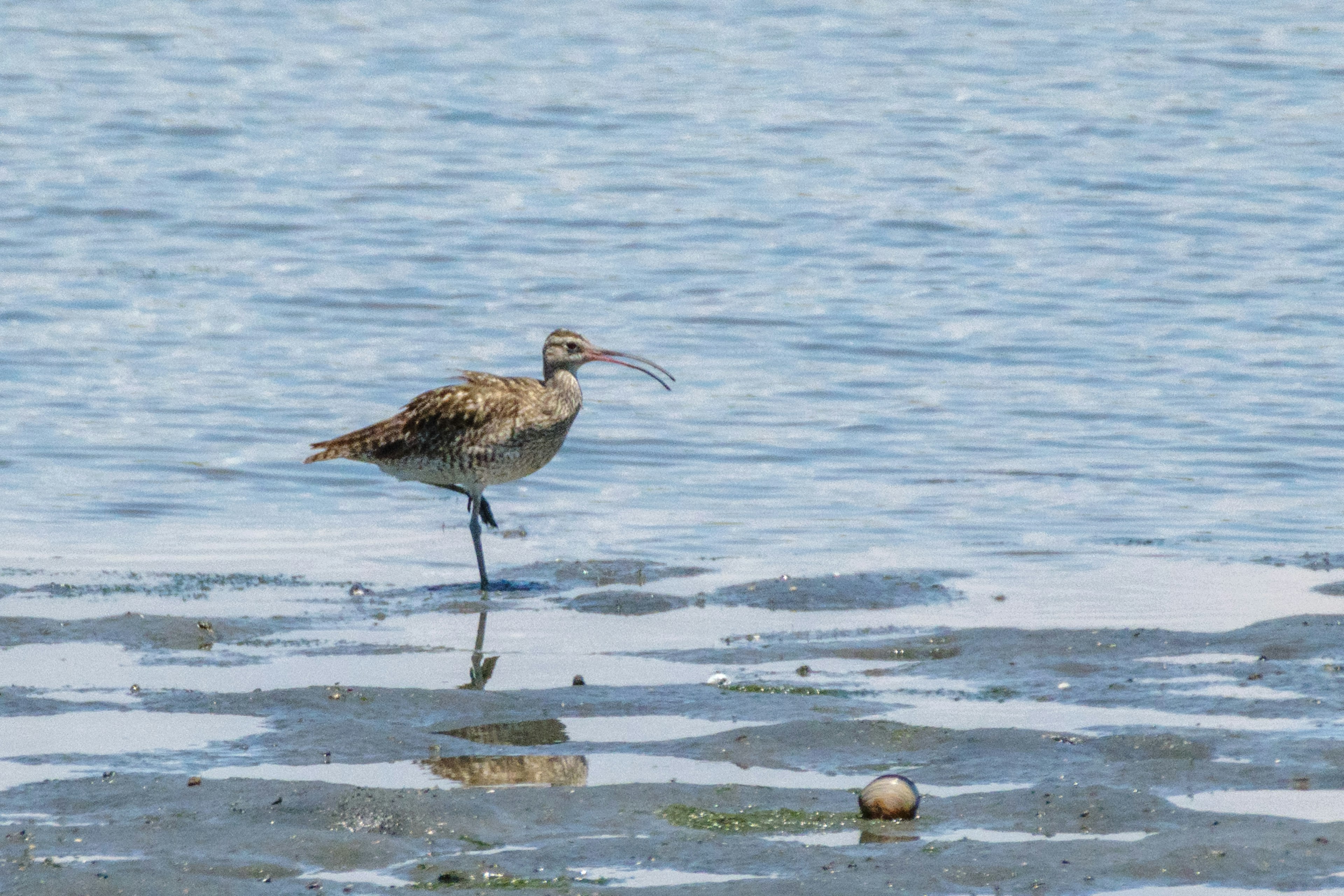 Un pájaro de pie sobre una pierna junto al agua