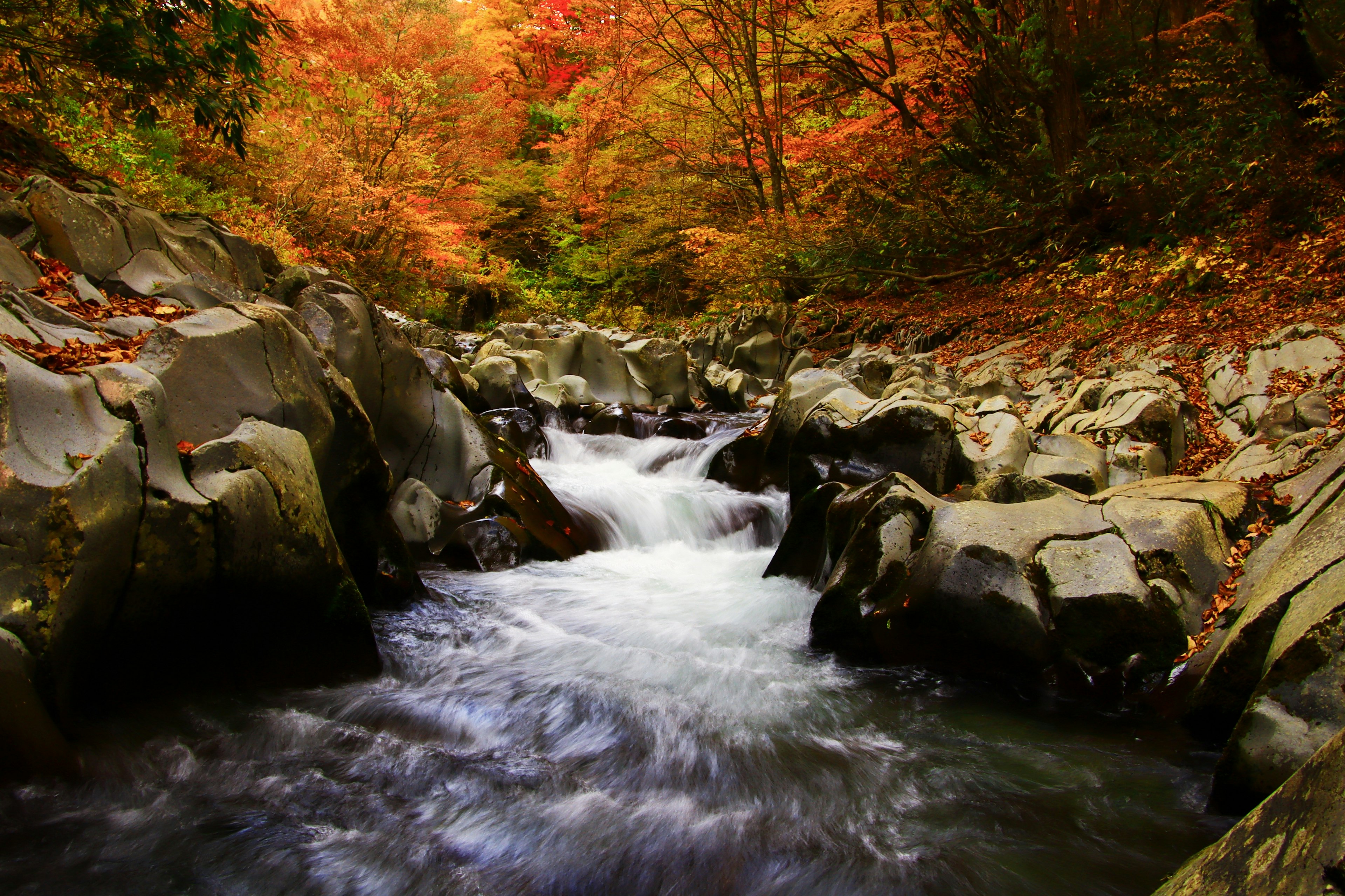 Malersicher Fluss, der durch lebendige Herbstlaub mit Felsen und sanftem Wasser fließt