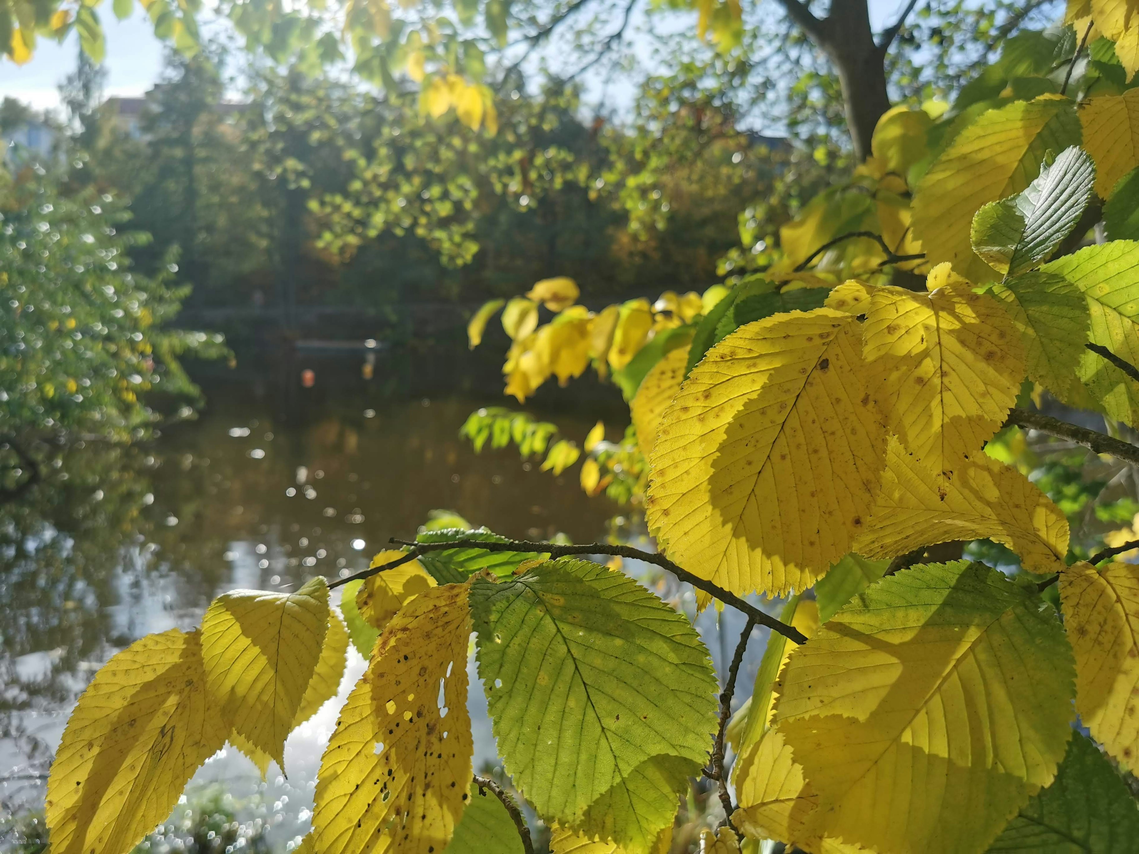 Follaje de otoño con hojas amarillas vibrantes y un estanque sereno