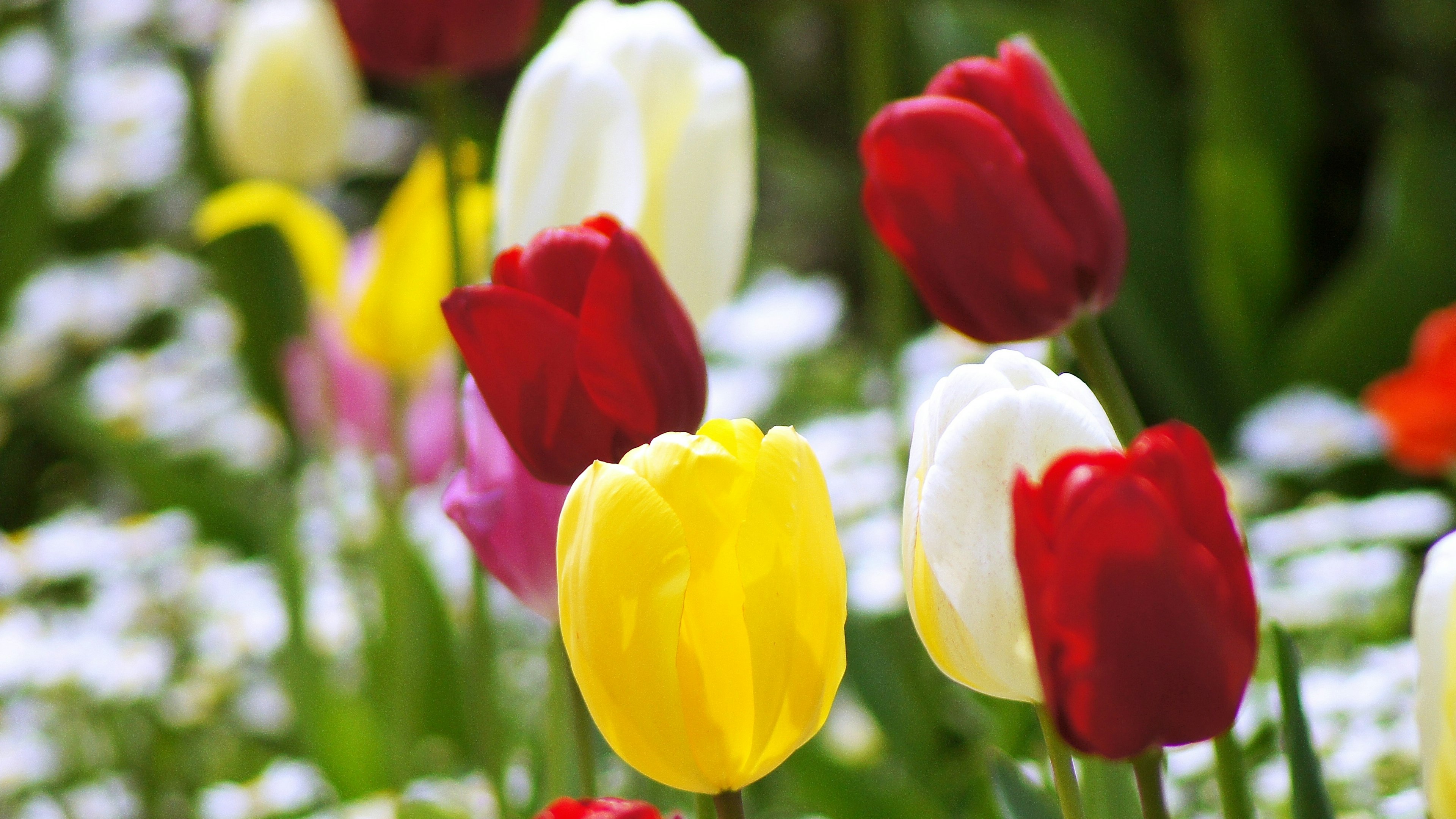 Bunte Tulpen blühen in einem Garten