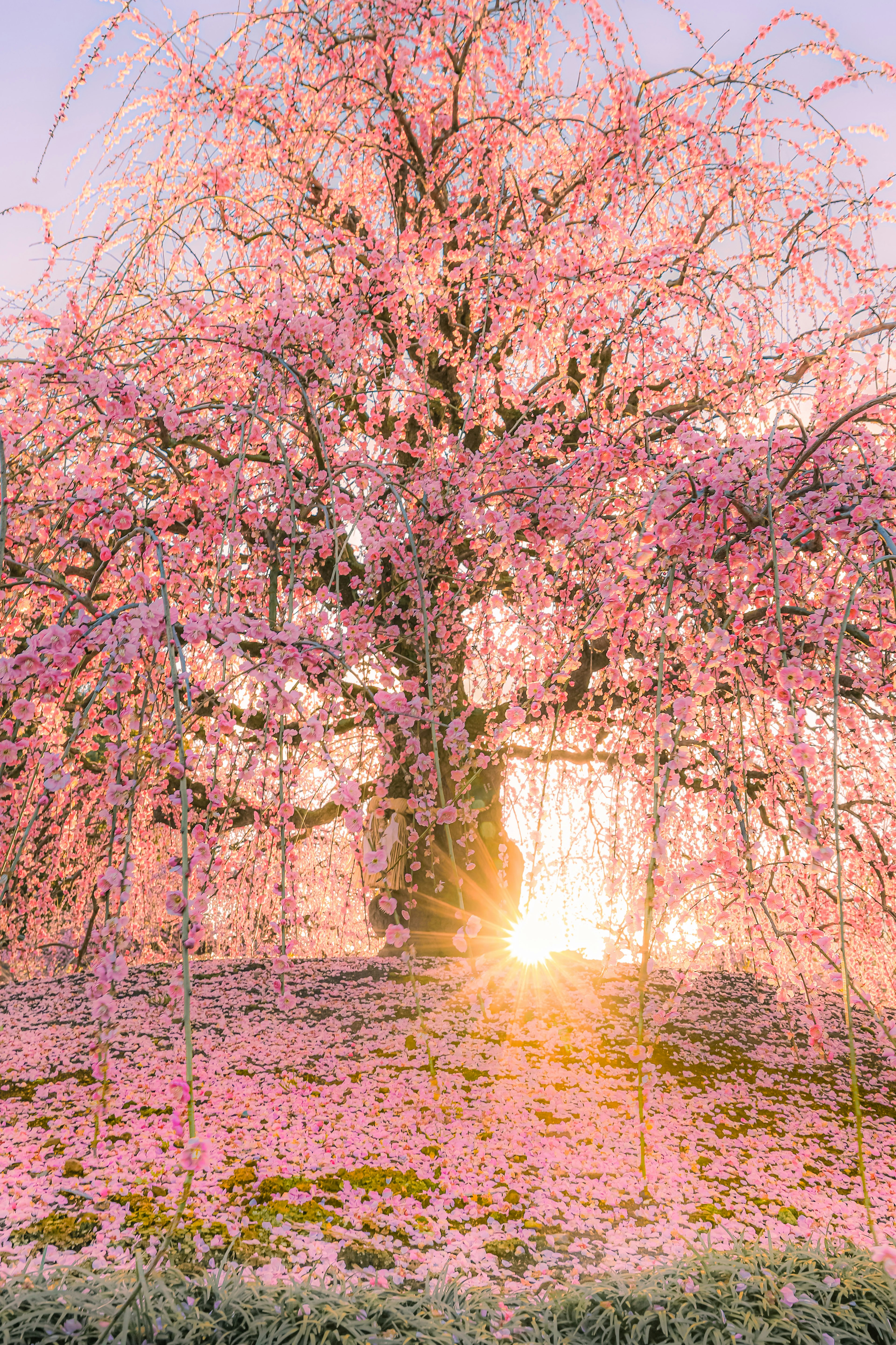 夕日を背景にした美しい桜の木の写真