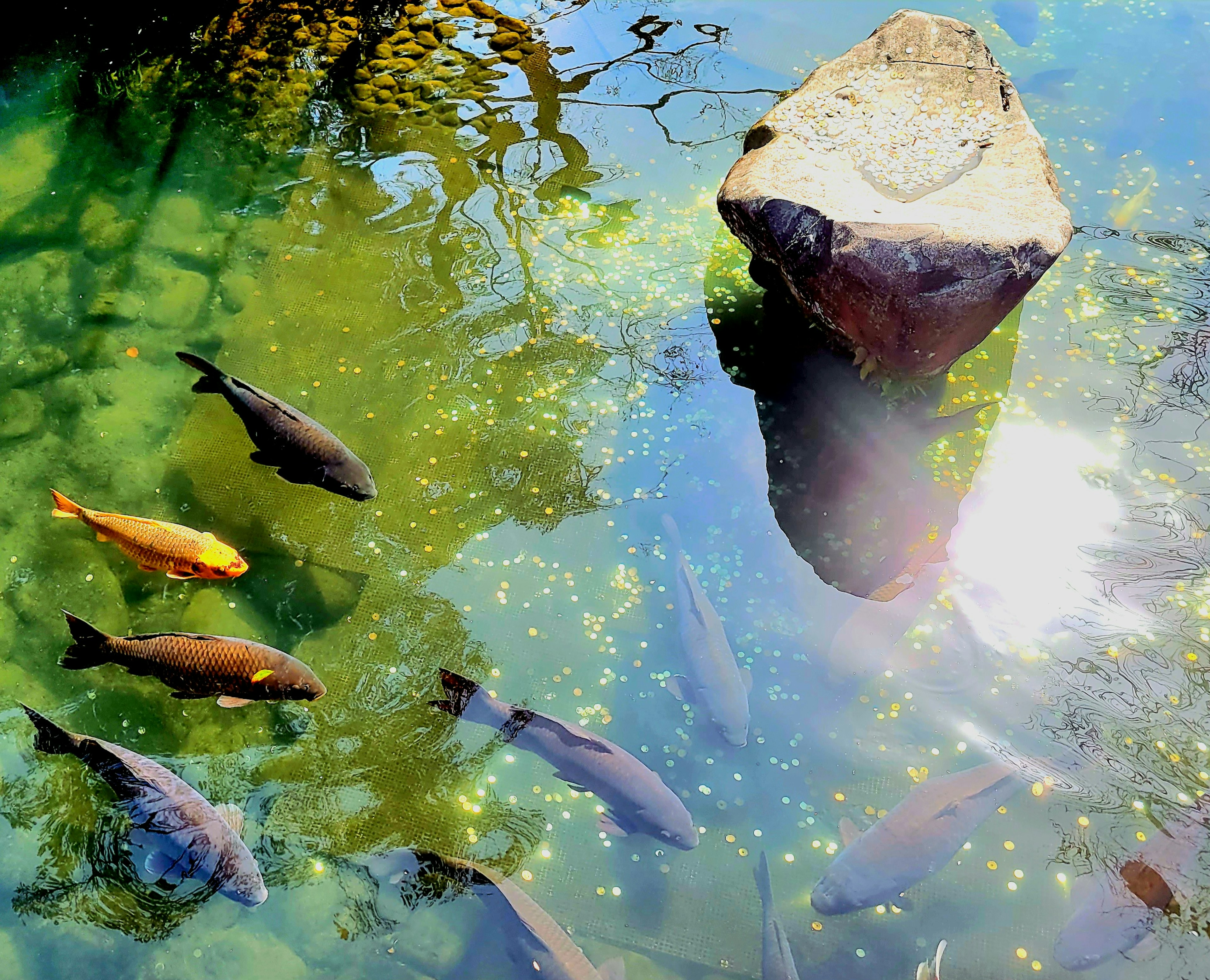 Peces nadando en un estanque con una roca y luz solar reflejándose en la superficie del agua