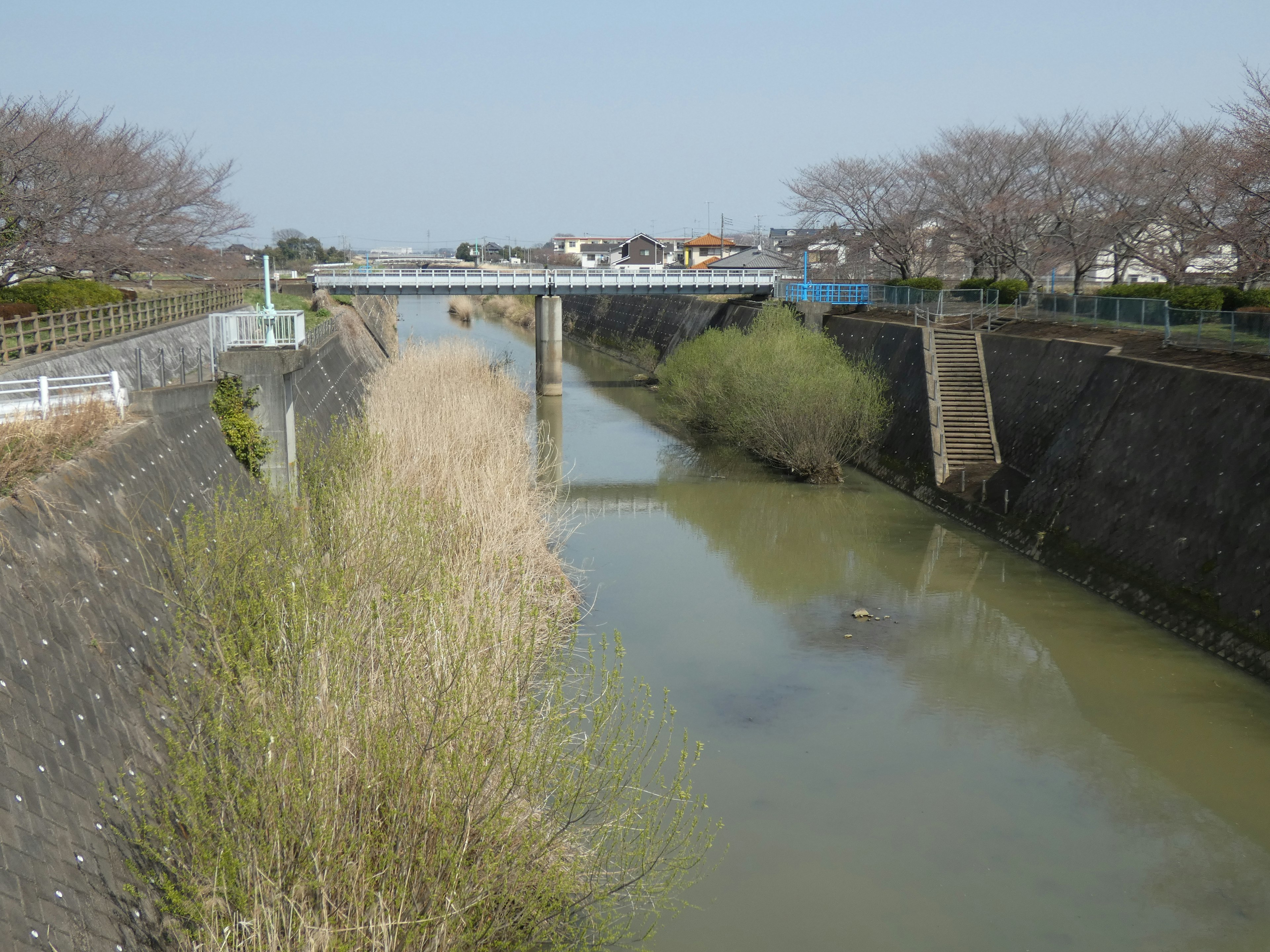 Pemandangan sungai tenang dengan jembatan dan pohon sakura