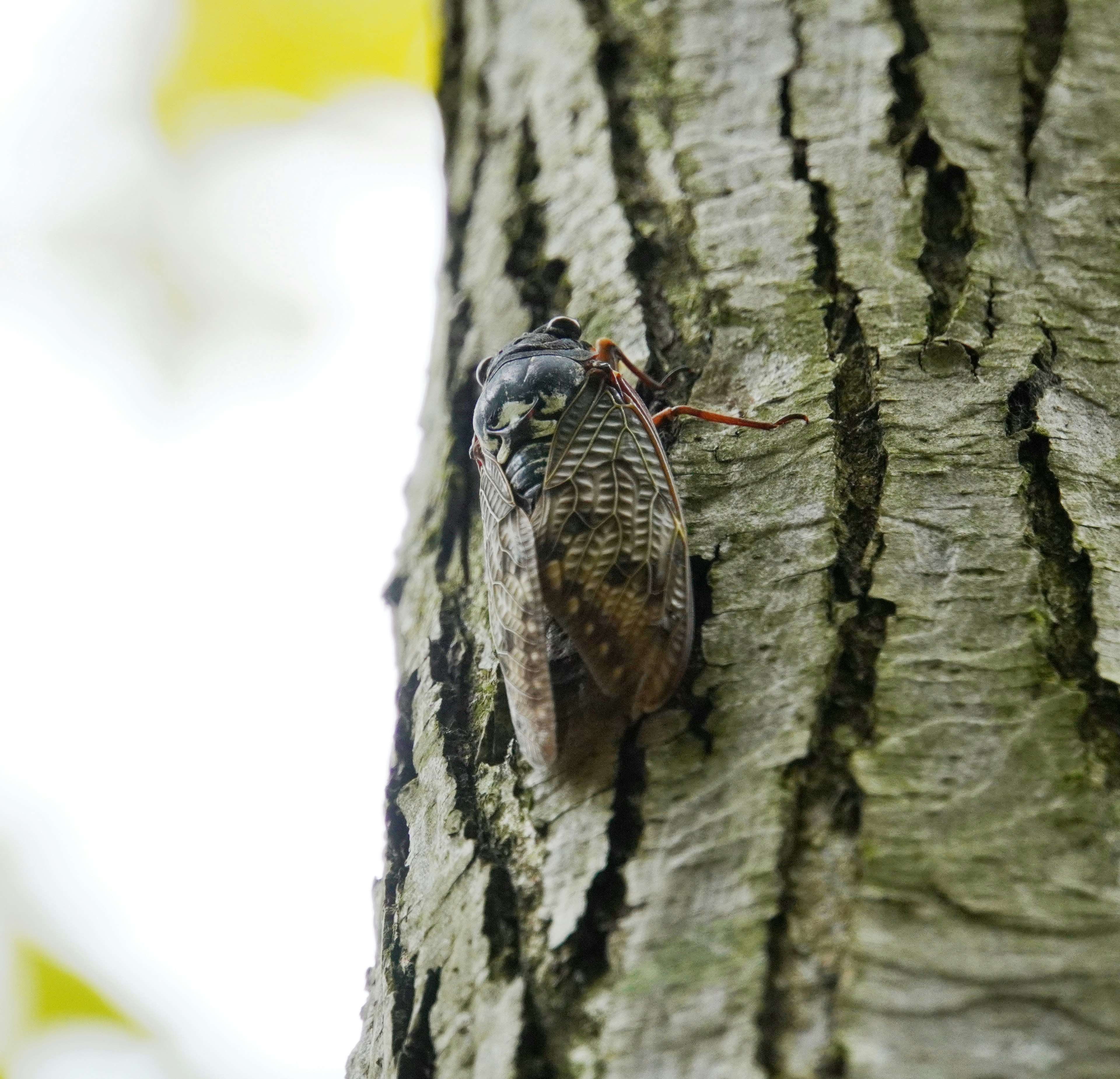 Close-up of a cicada resting on a tree trunk