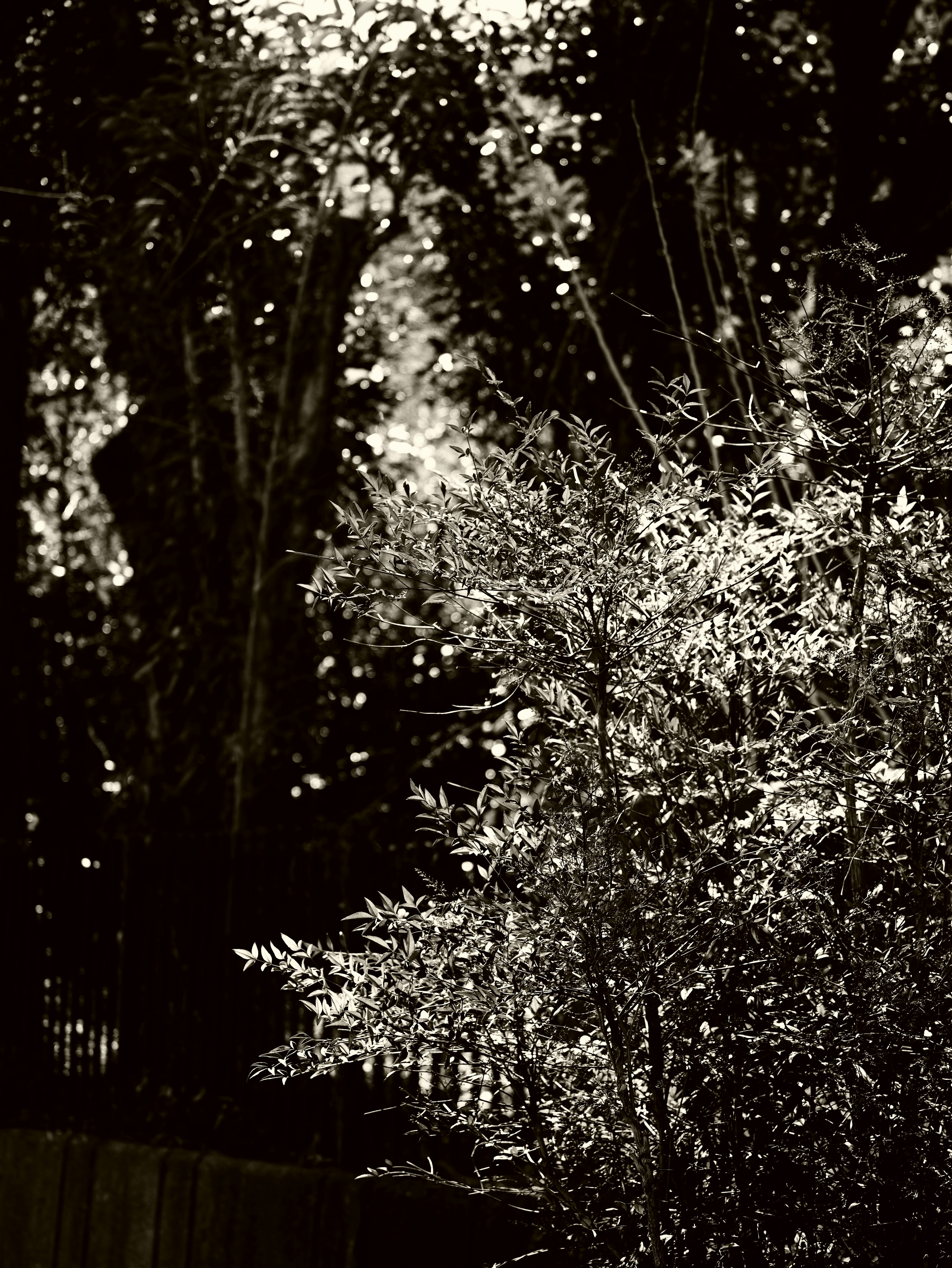 Image en noir et blanc contrastée de textures d'arbres et de feuillage