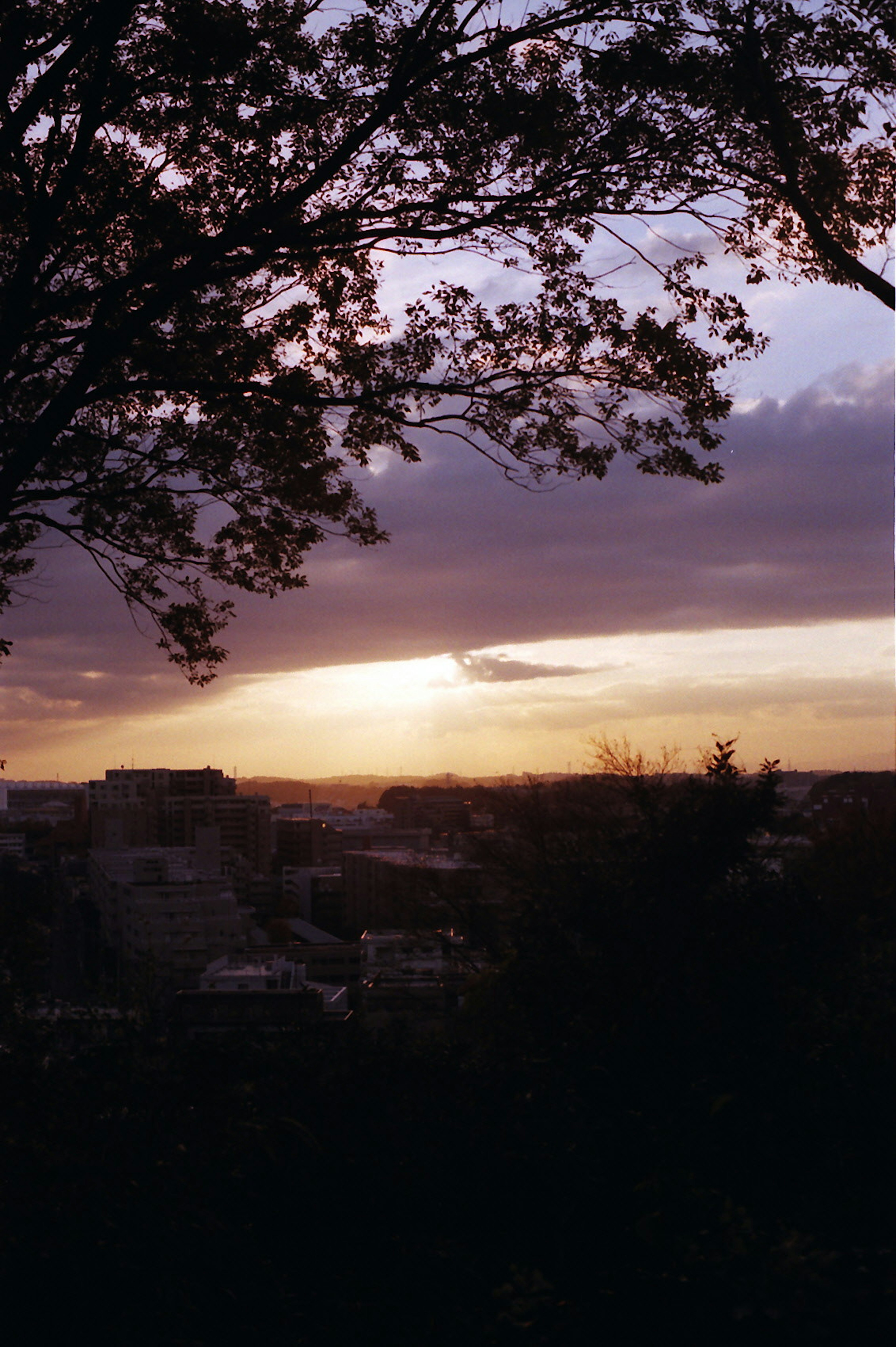 Silhouette of trees against a sunset with a cityscape