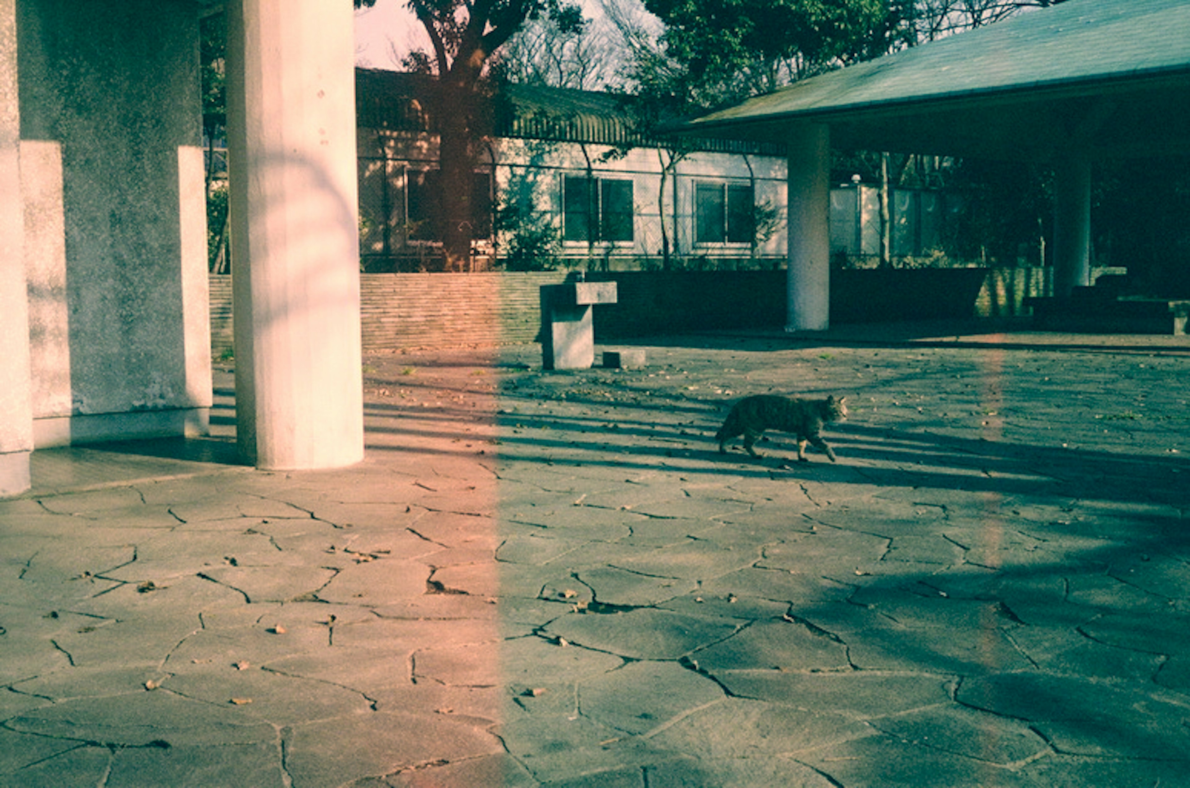 Un gato caminando sobre un área pavimentada de piedra con sombras