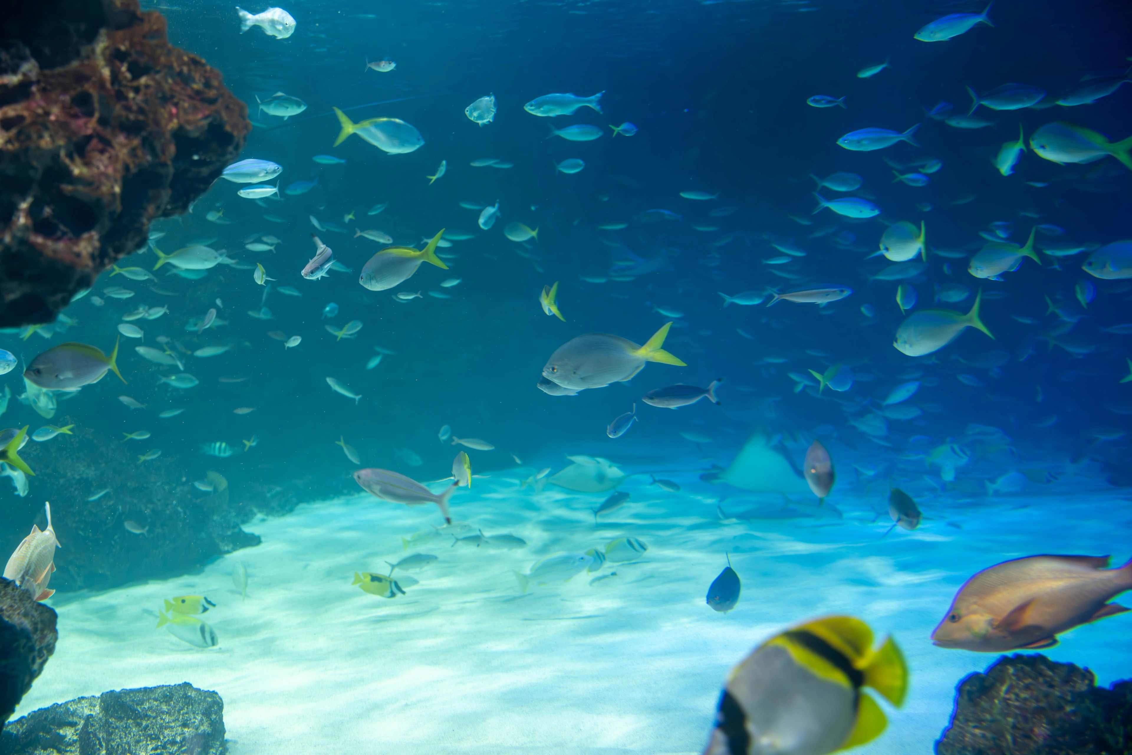 Pemandangan bawah air yang indah dengan berbagai ikan yang berenang