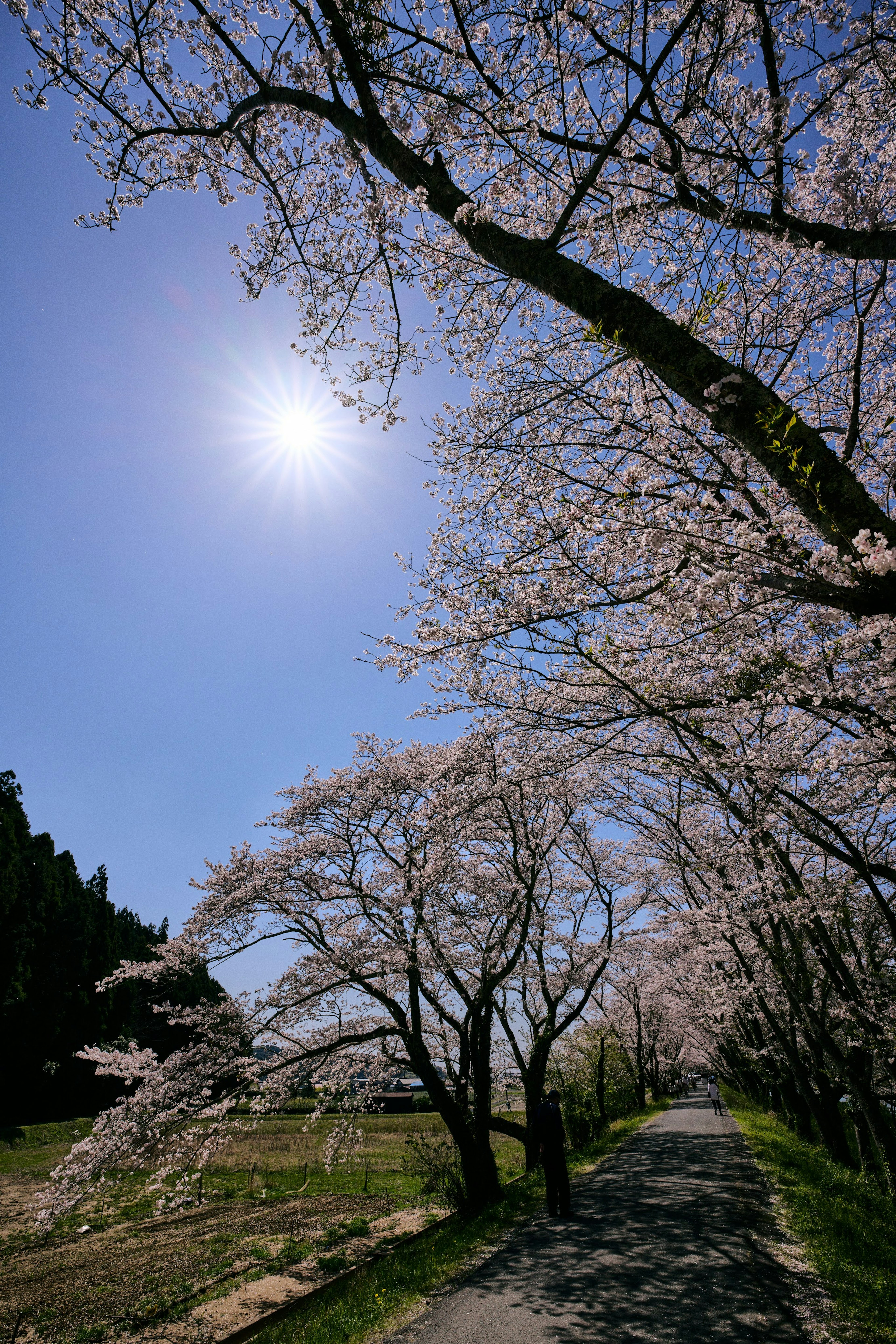 Sentiero fiancheggiato da alberi di ciliegio in fiore sotto un cielo blu