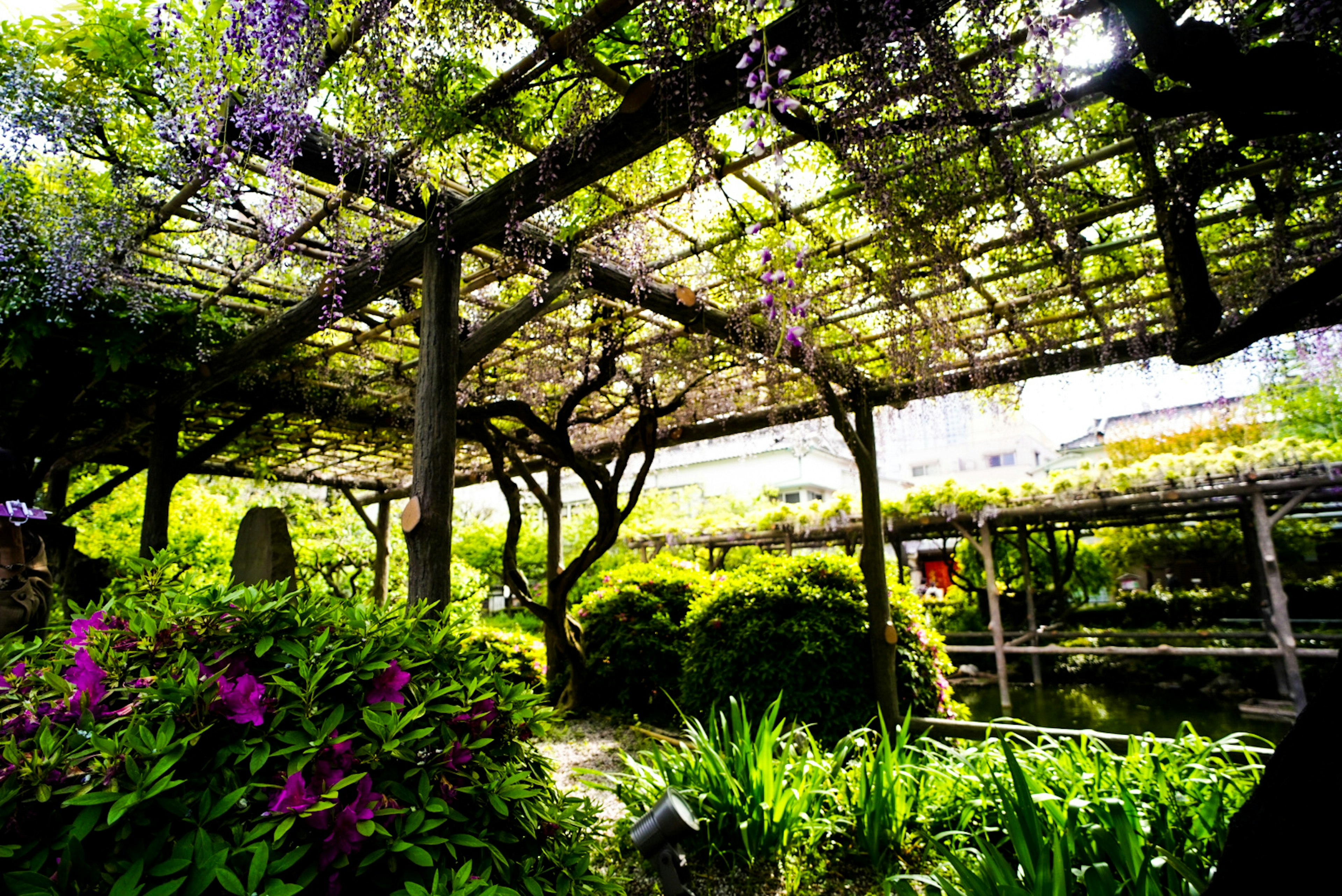 Escena de jardín hermosa con hojas verdes y flores moradas en flor en una pérgola