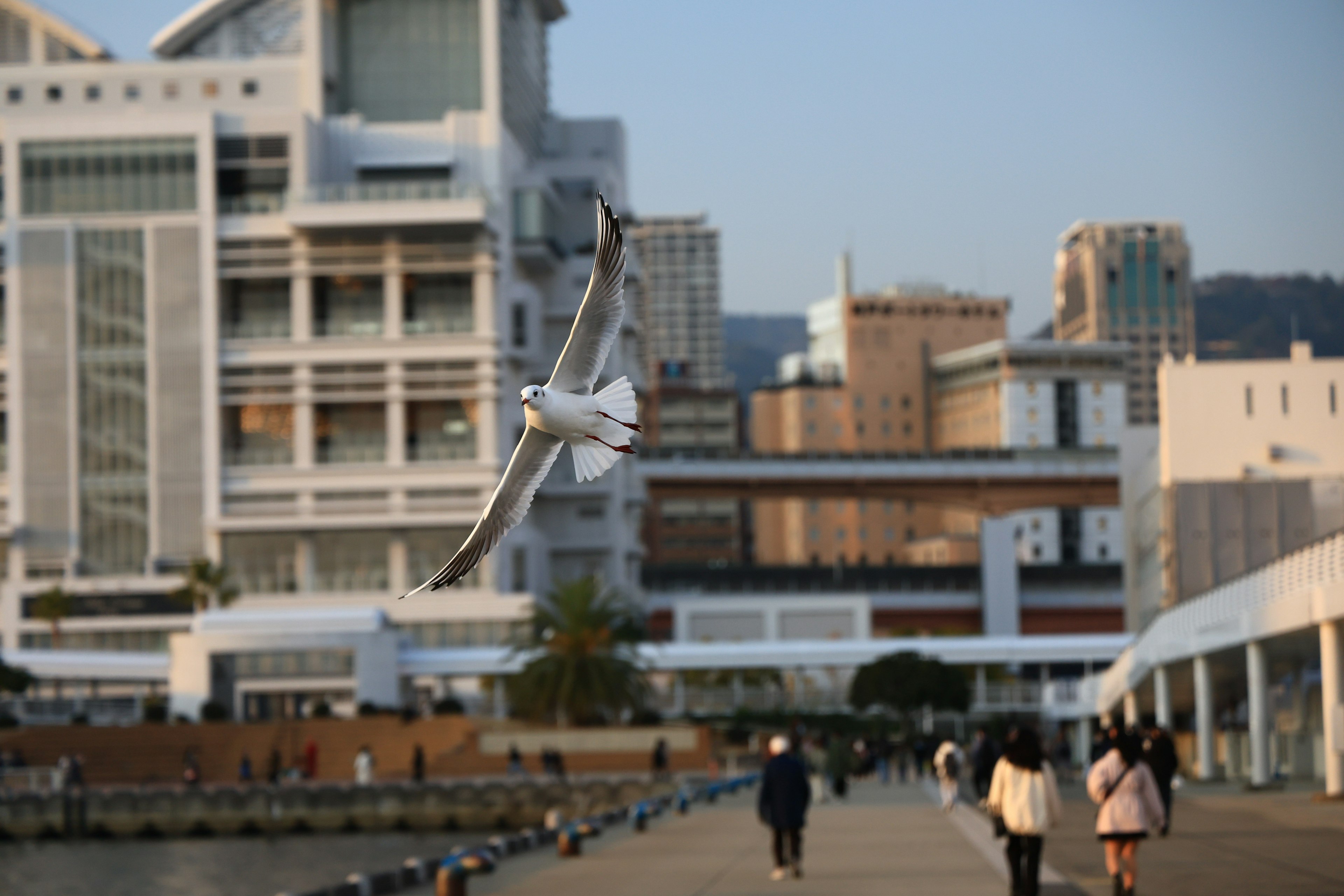 People walking along a seaside promenade with a bird flying overhead