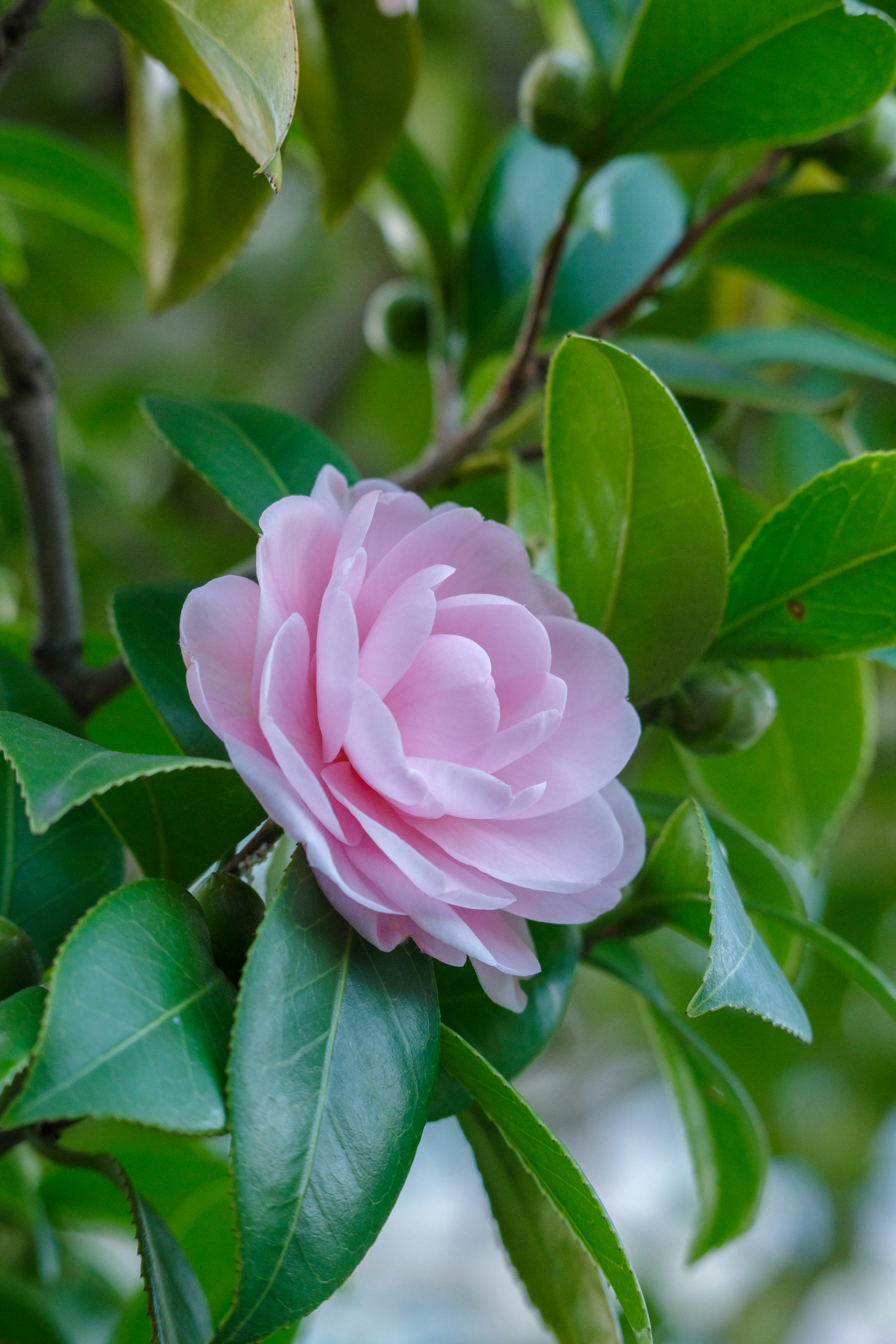 Una flor de camelia rosa con hojas verdes