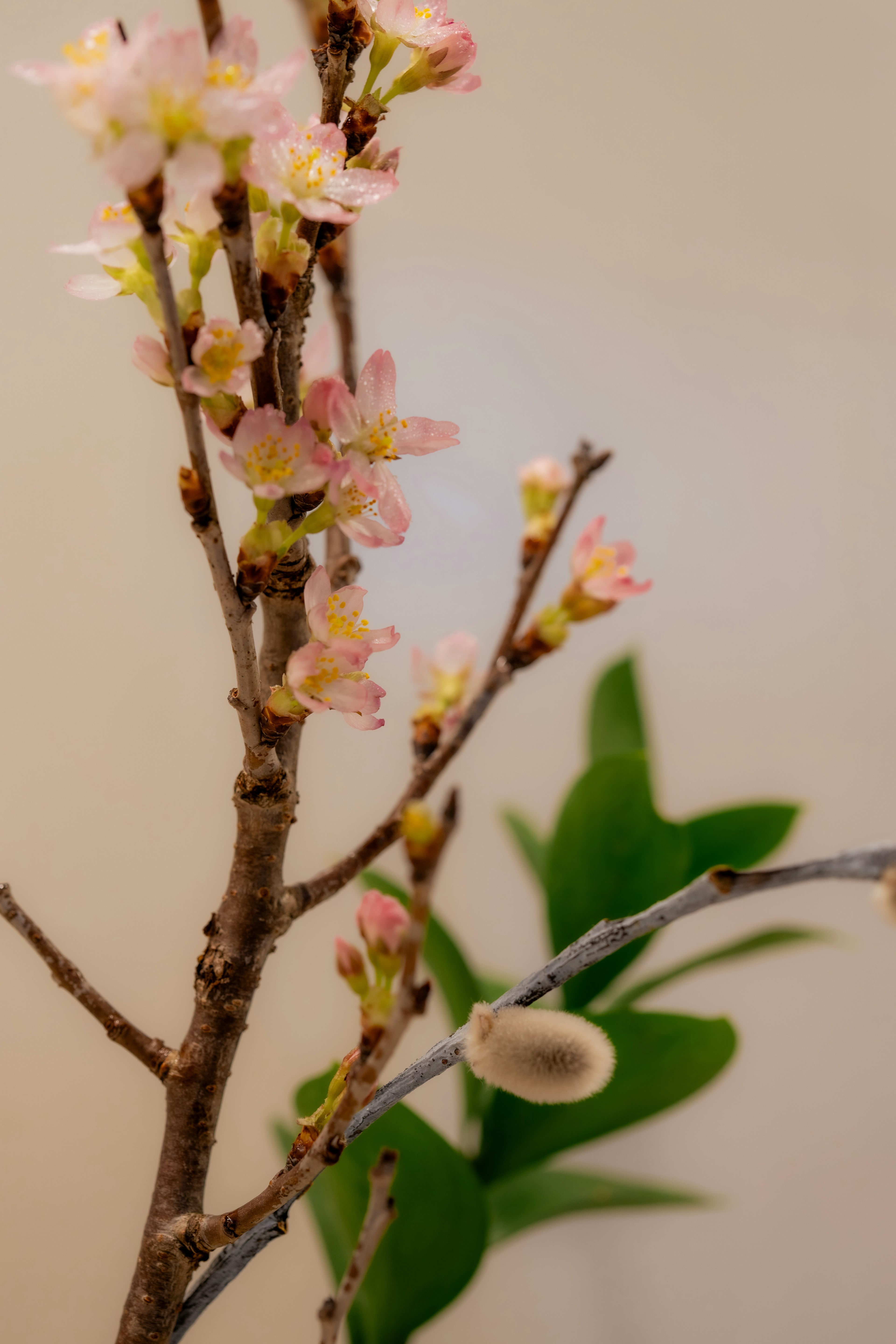 Zweig mit zarten rosa Blüten und grünen Blättern vor einem sanften Hintergrund