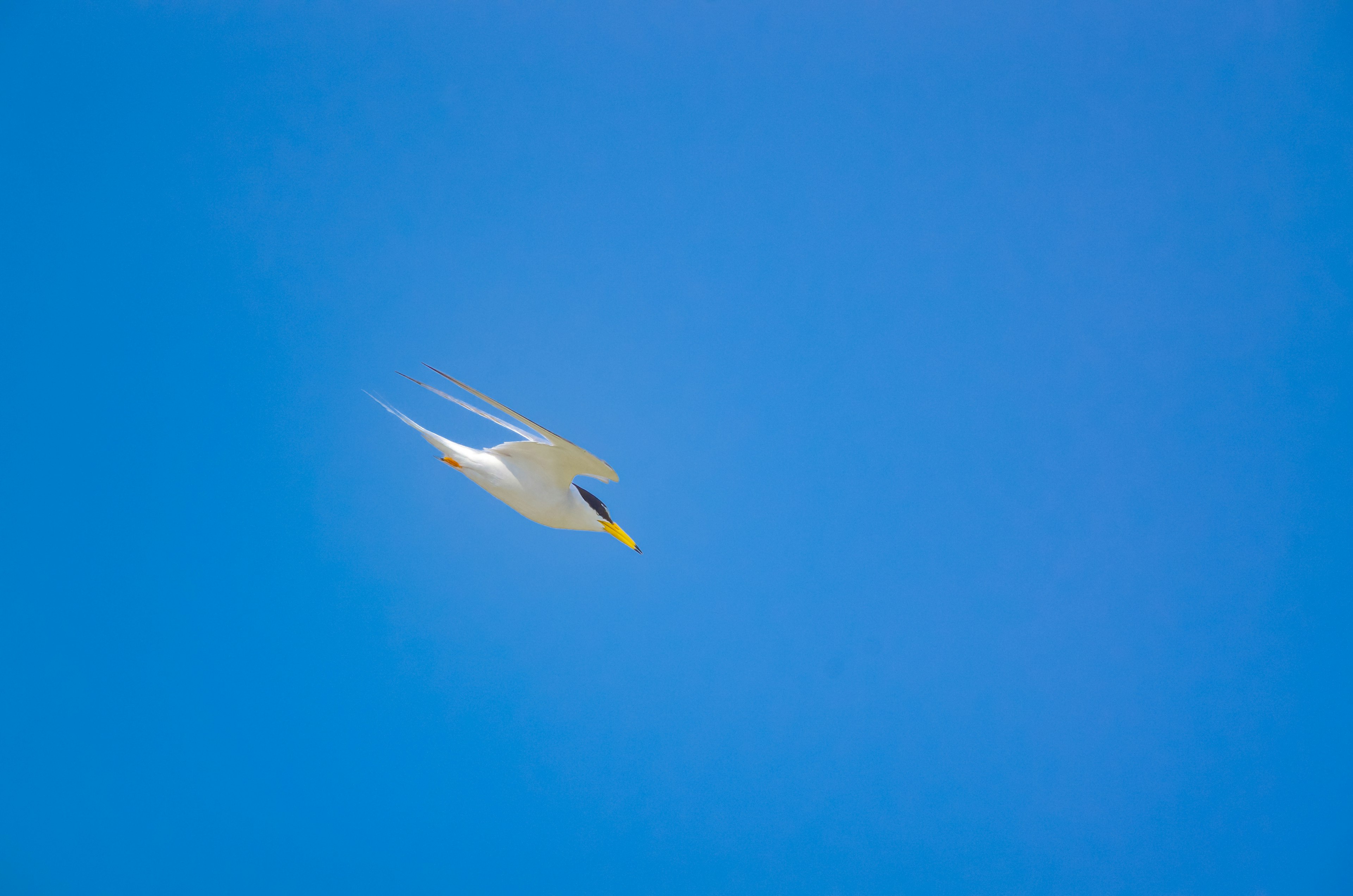 A bird flying against a blue sky background