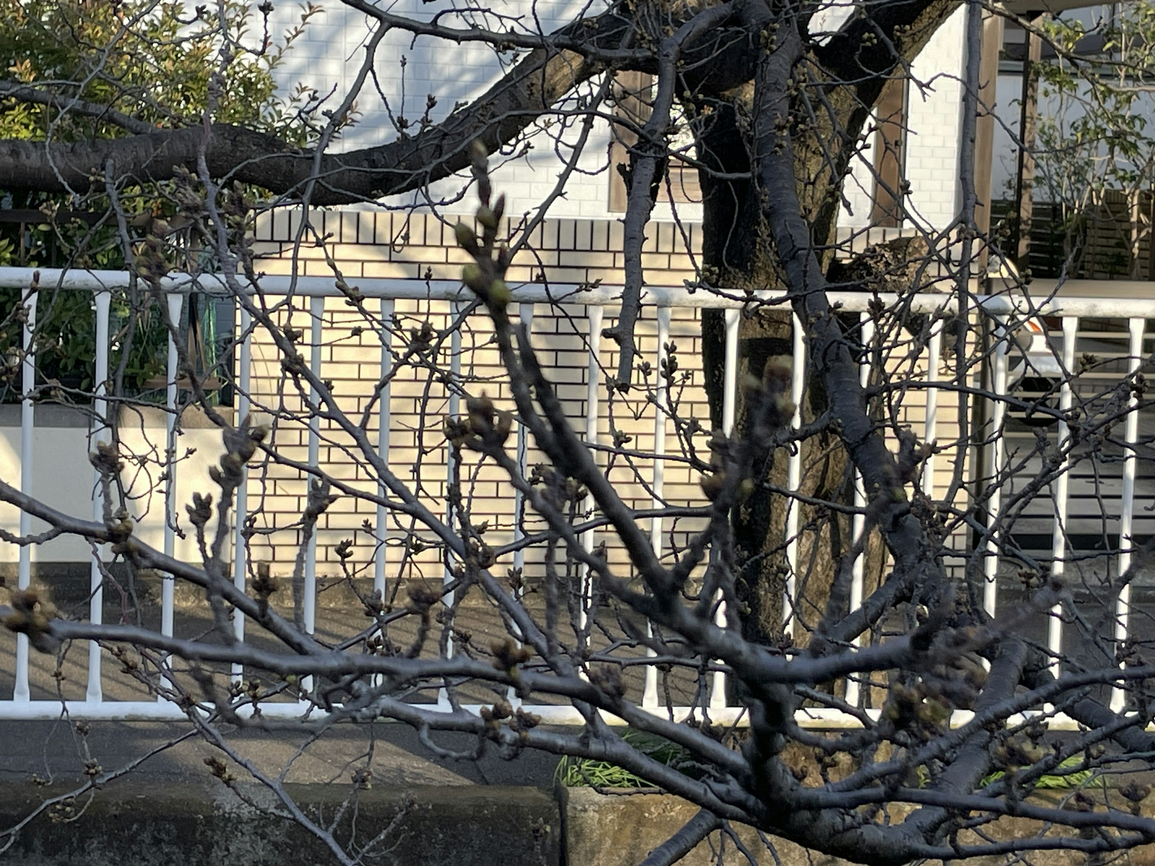 Ramas de árbol visibles con una cerca blanca de fondo