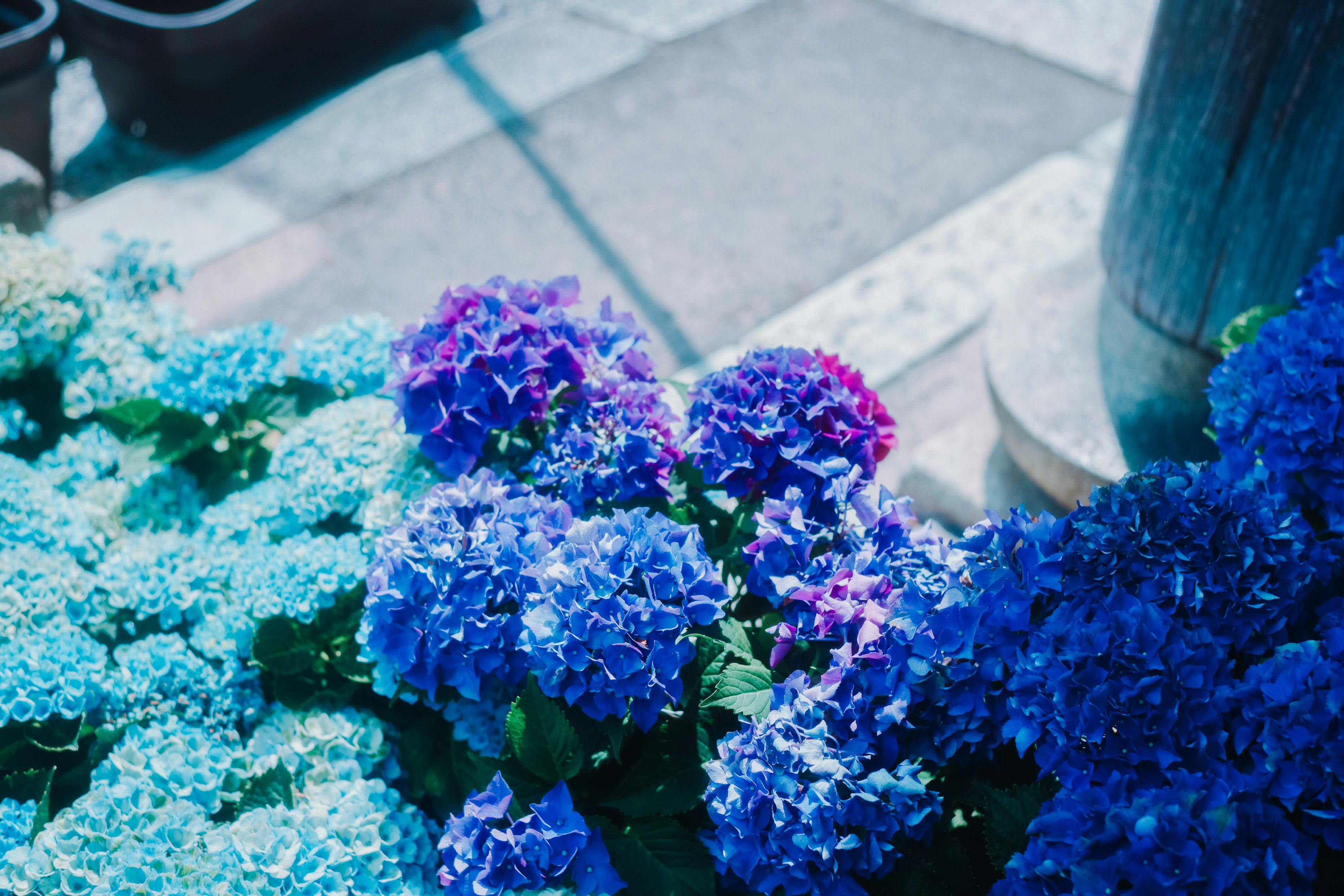 青い紫陽花の花が咲いている風景