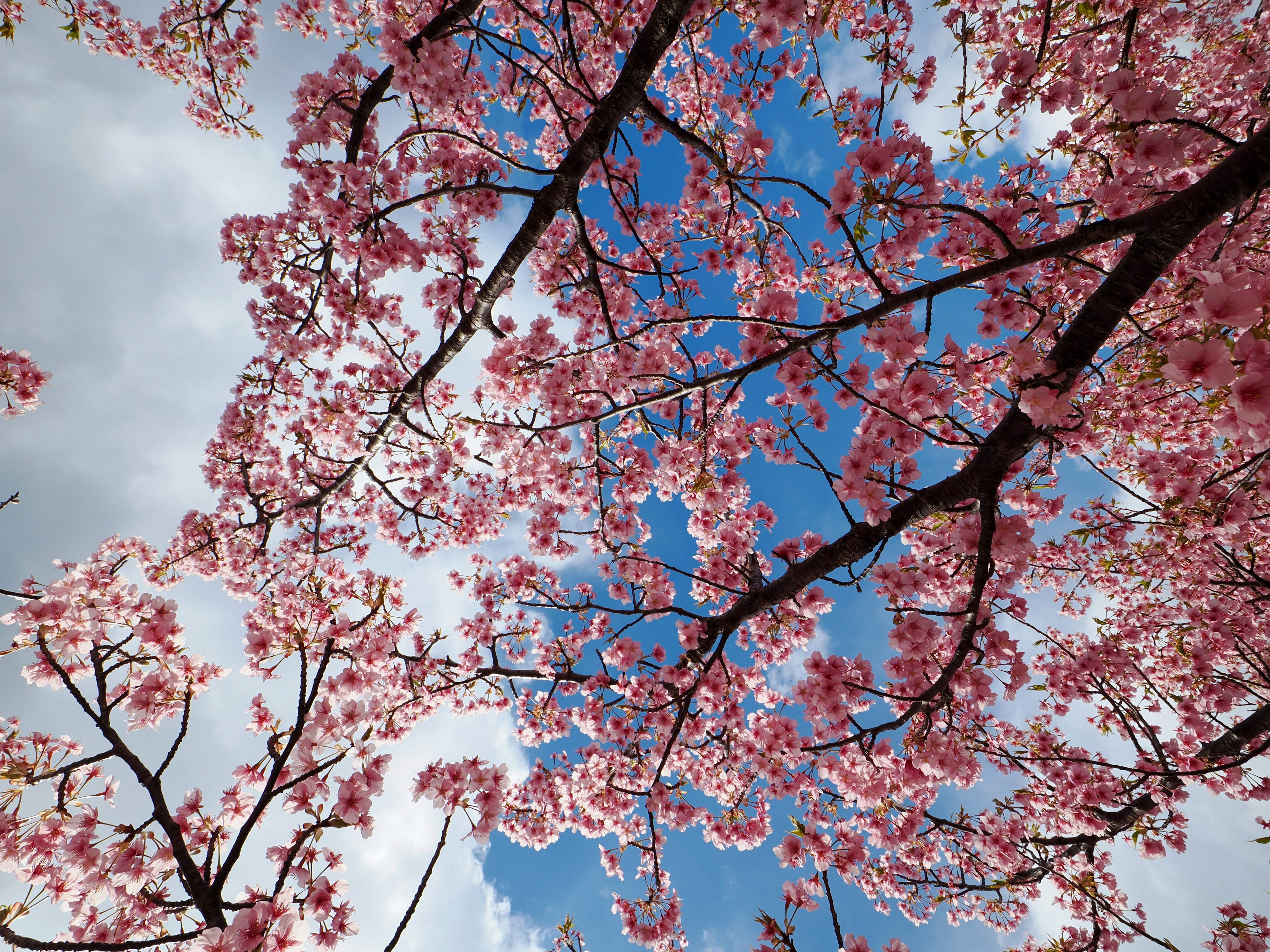 Branches de cerisier avec des fleurs roses sur fond de ciel bleu