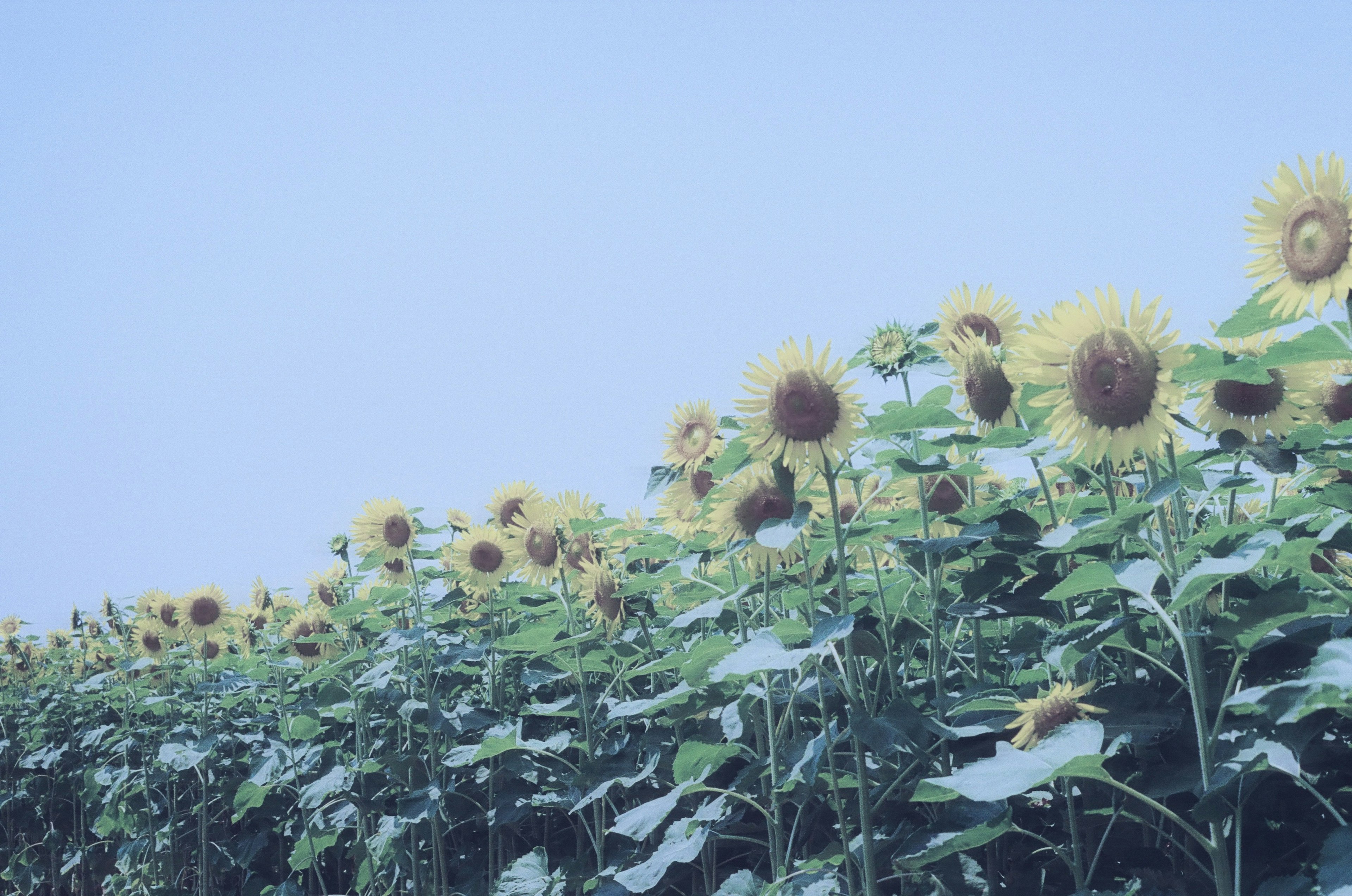 Landscape of sunflowers under a blue sky