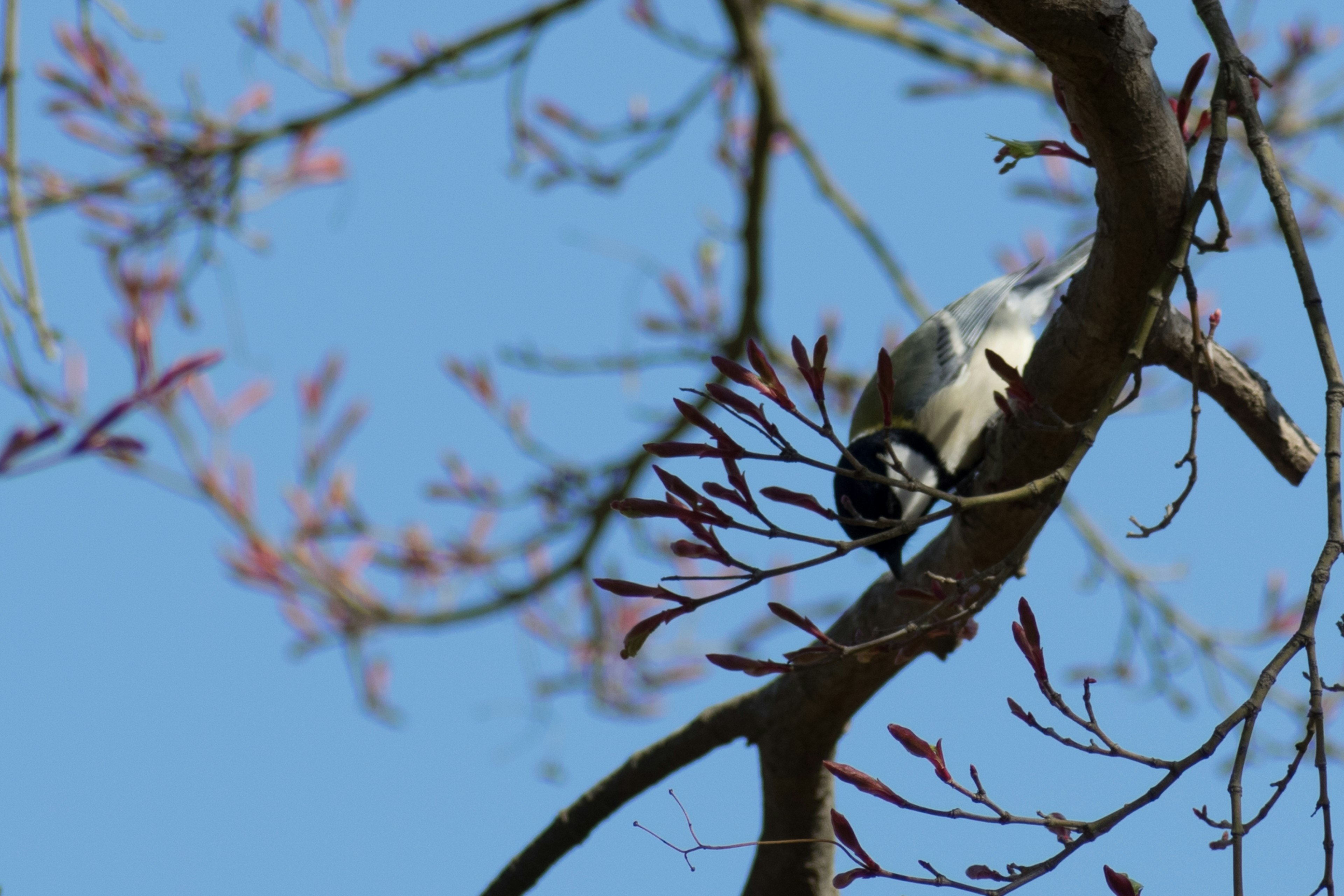 Un pequeño pájaro posado en una rama con nuevas hojas bajo un cielo azul