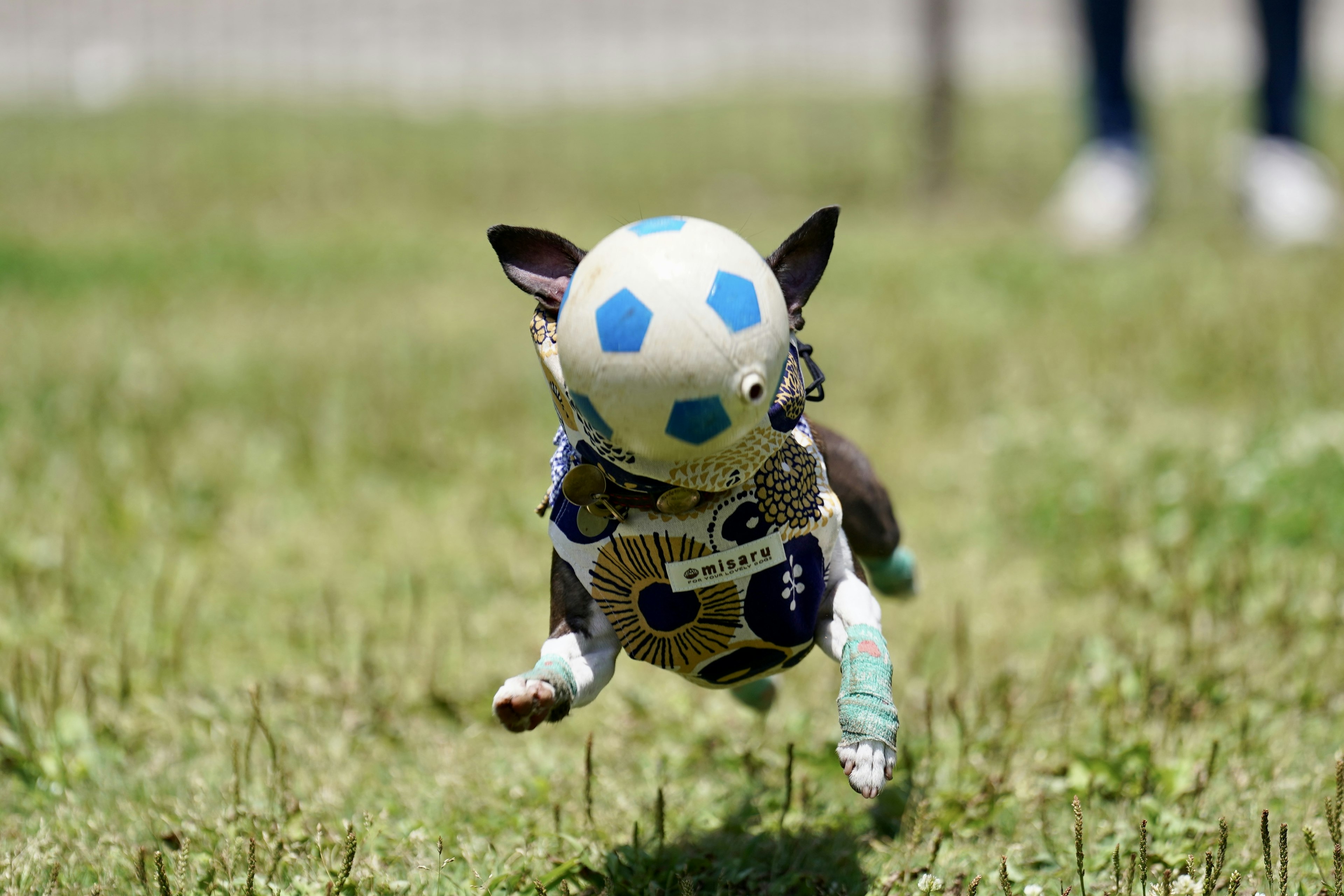 サッカーボールを頭に乗せて走る犬の写真