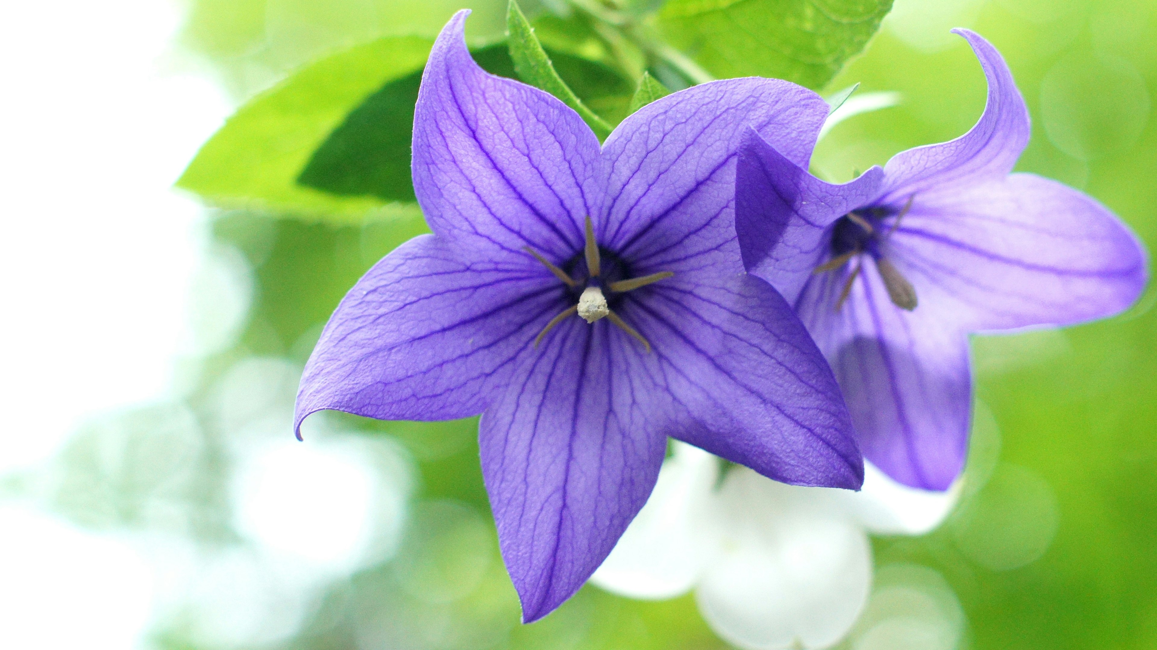 Beautiful purple flowers blooming among green leaves