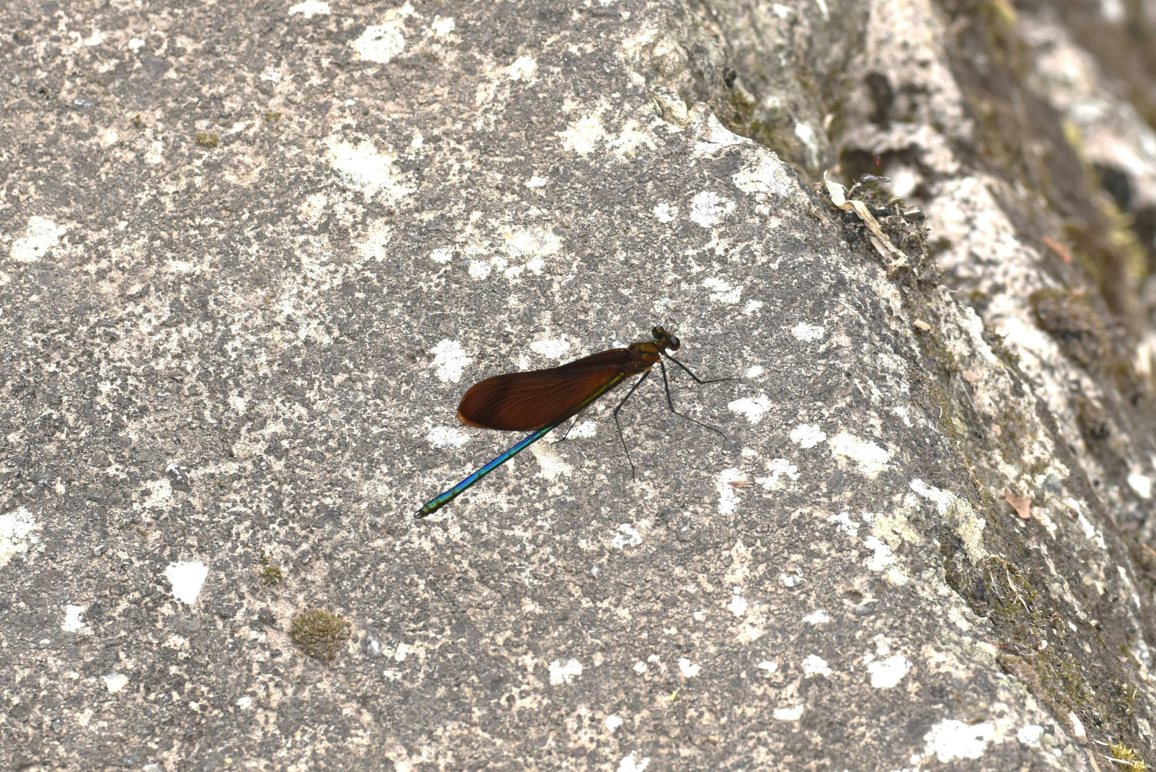 Braune Libelle mit blauer Schwanz auf einem Stein ruhend