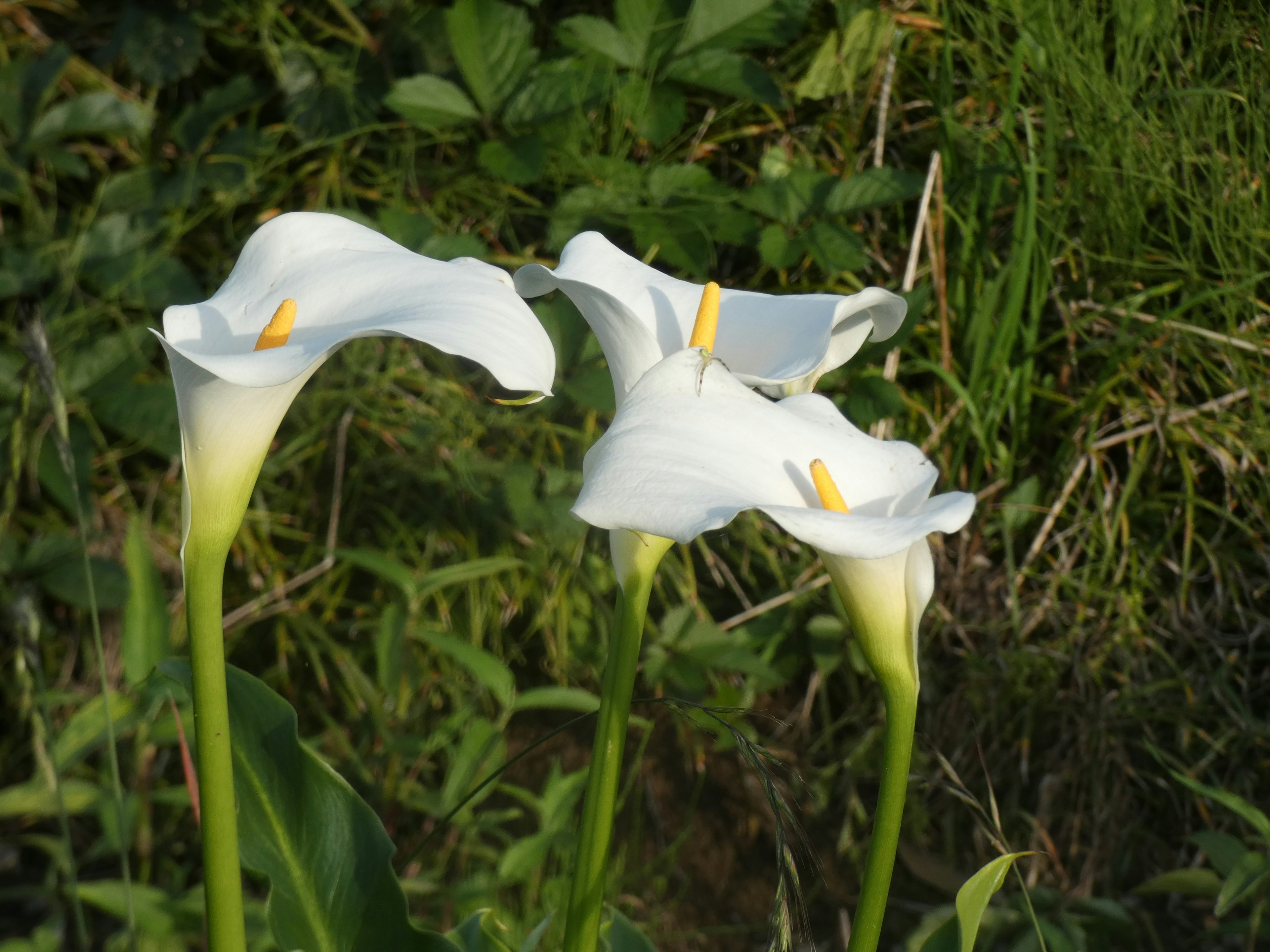 Tres lirios blancos en flor en un jardín verde