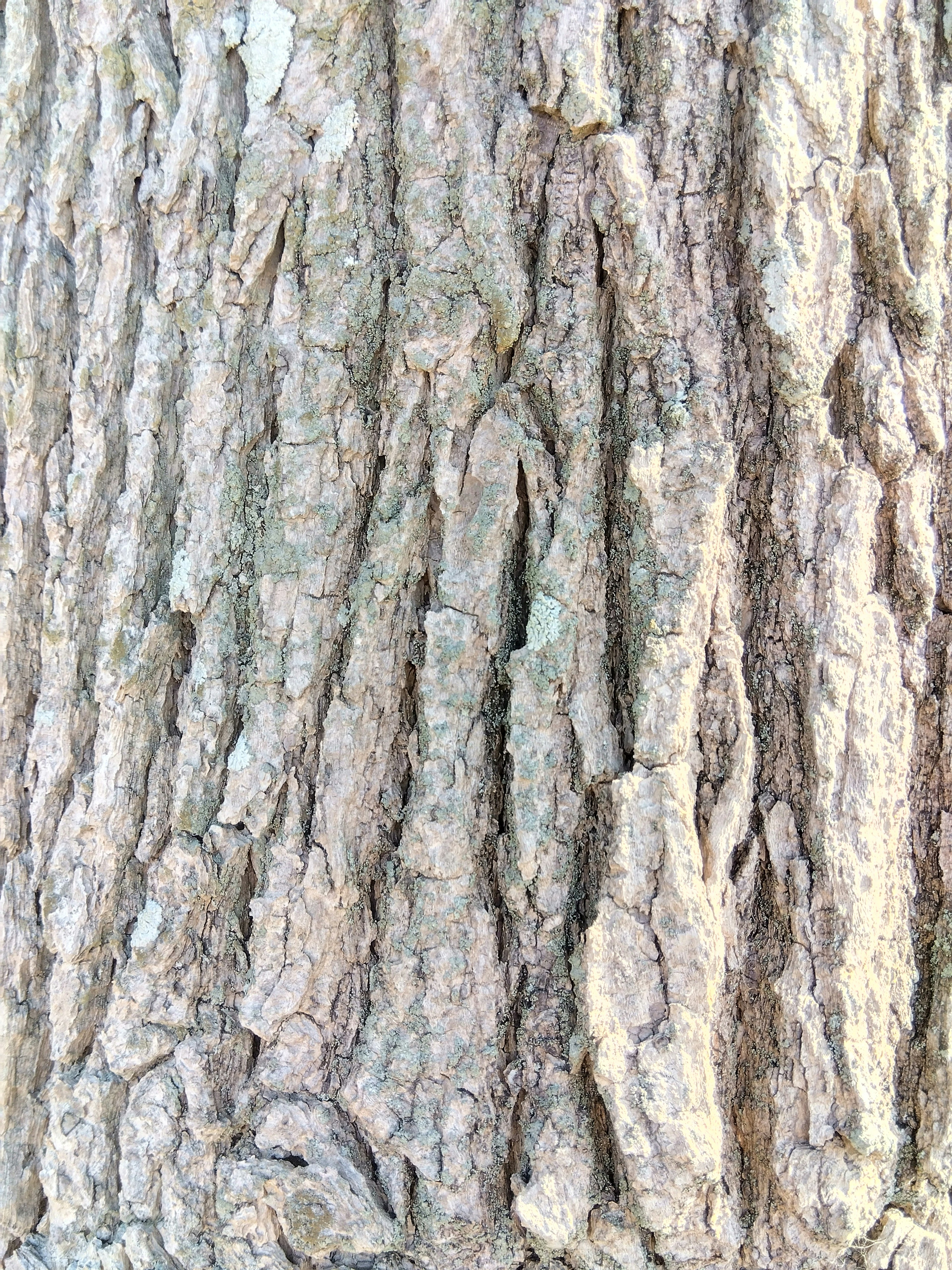 Close-up of a tree trunk showcasing textured bark with intricate patterns and grooves