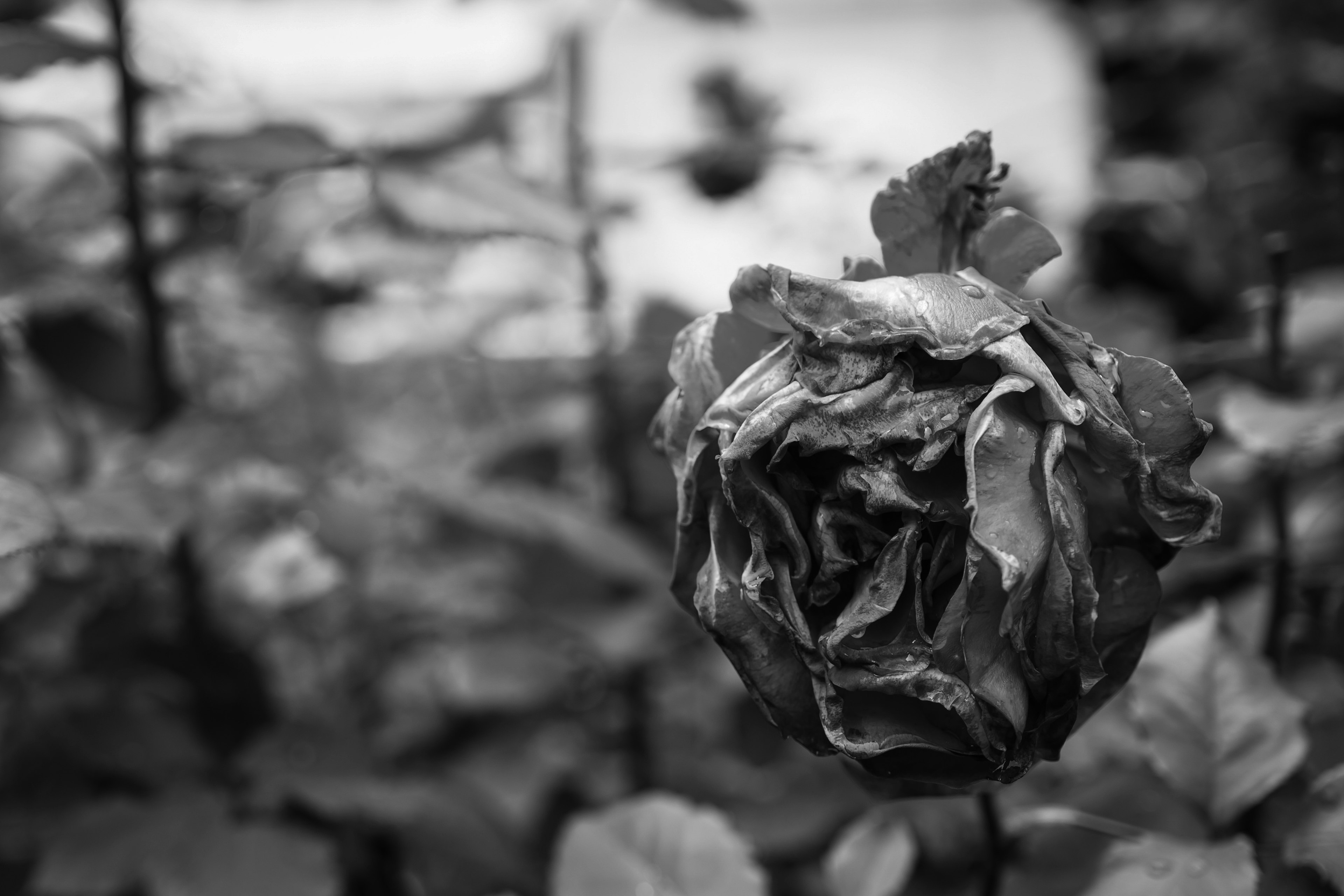 A wilted rose in black and white surrounded by dark foliage