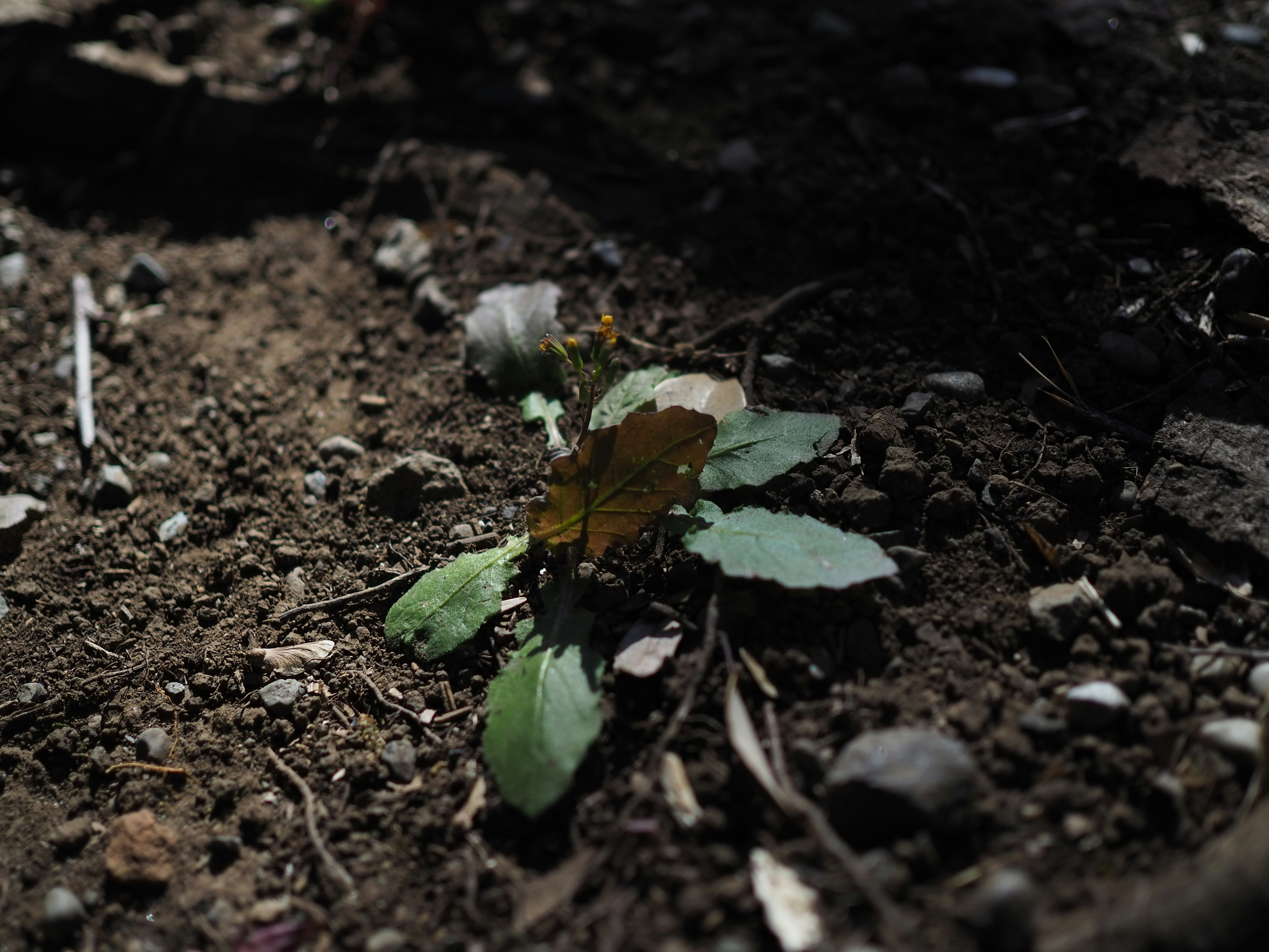 Butterfly resting on green leaves in dark soil